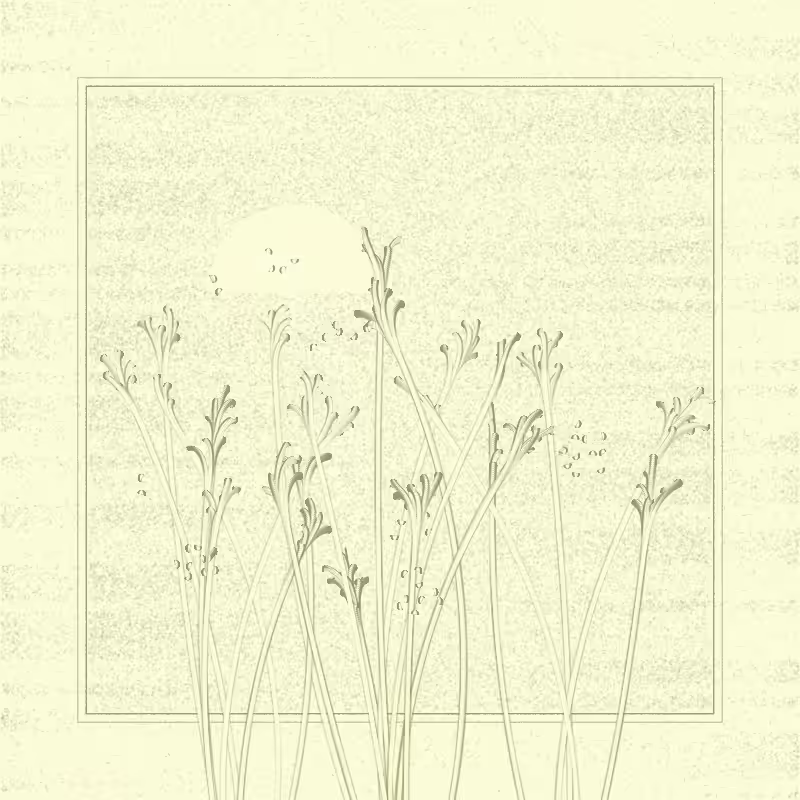 string_pllu #19
