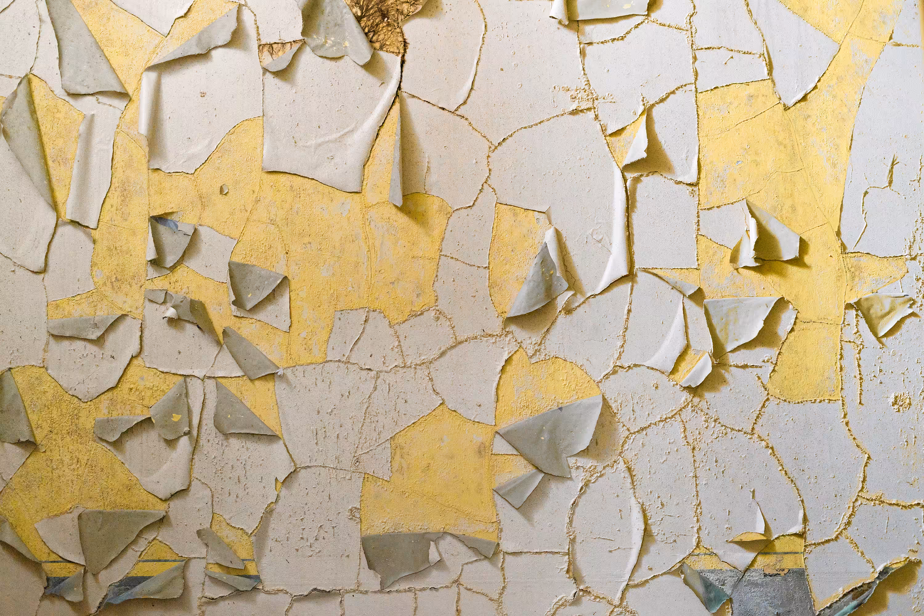 Canary And Eggshell
