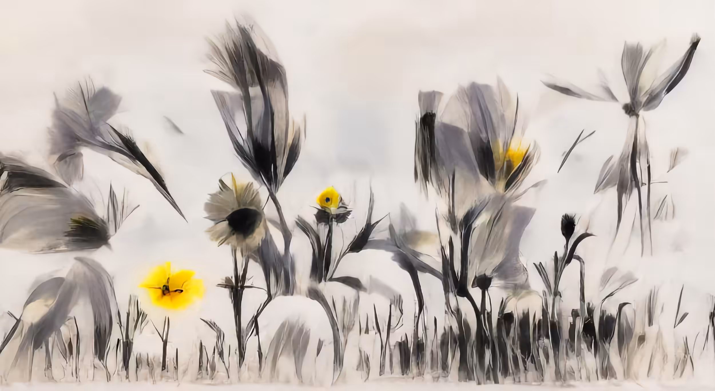 Spring flower field