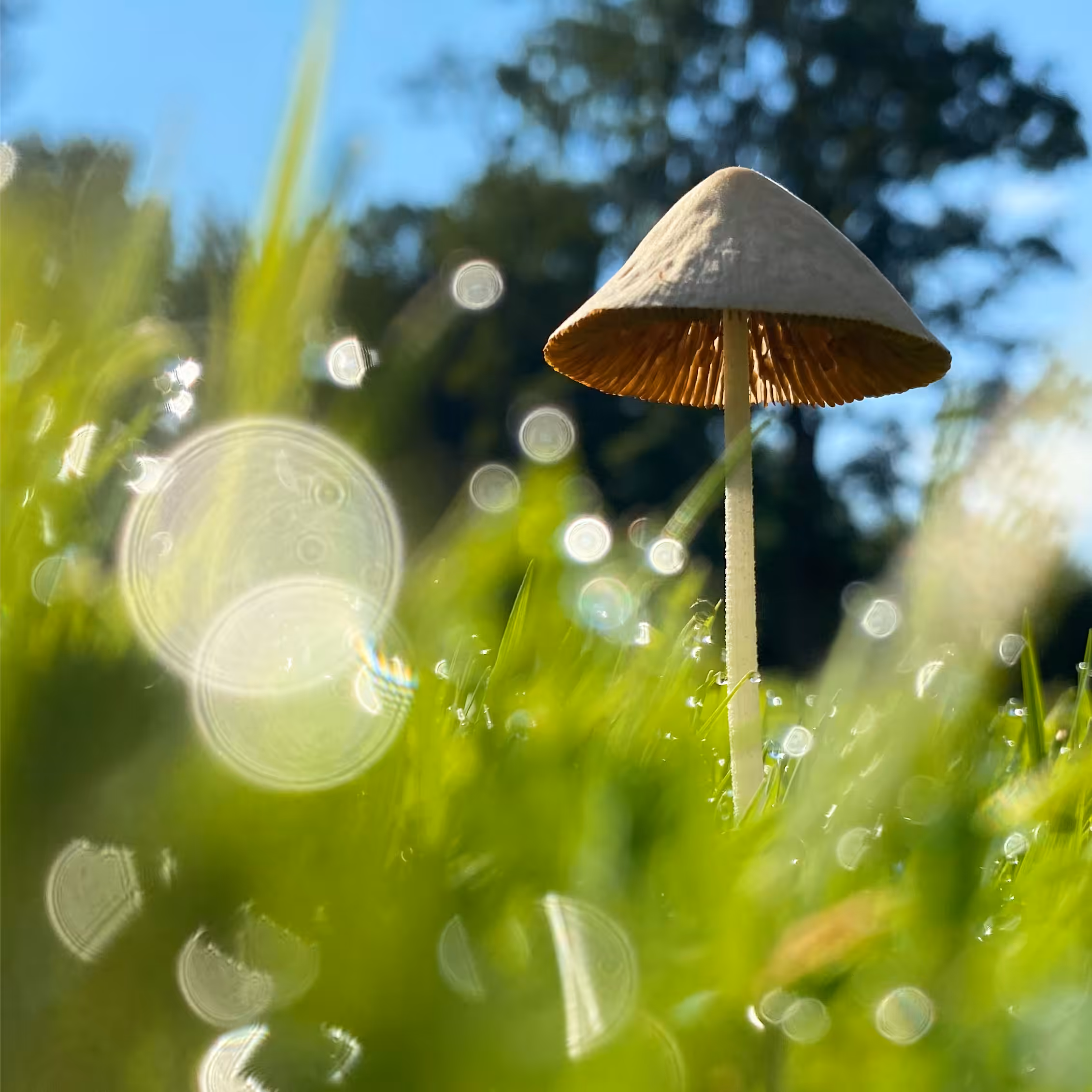 Conocybe apala