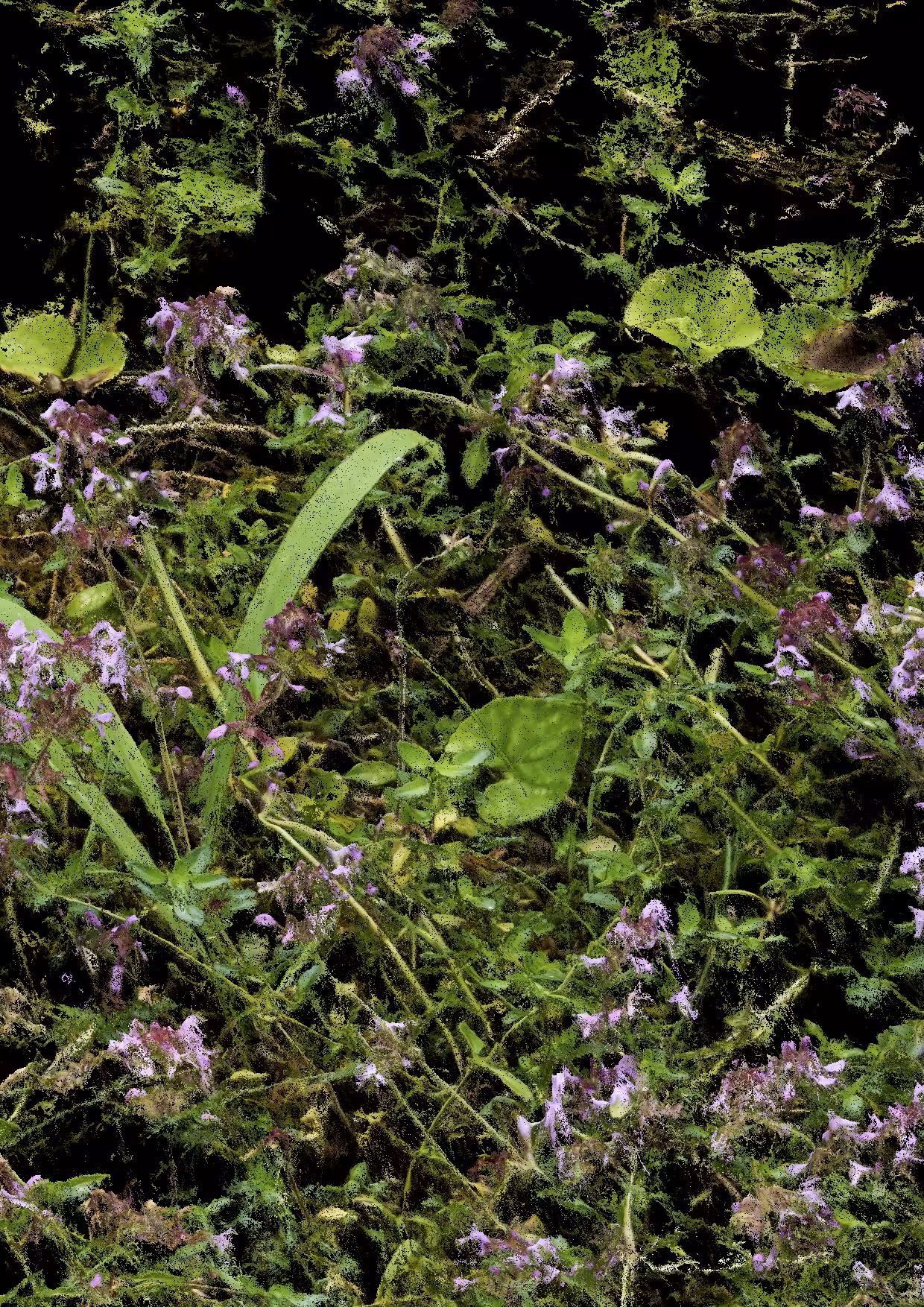 Overgrowth 0149