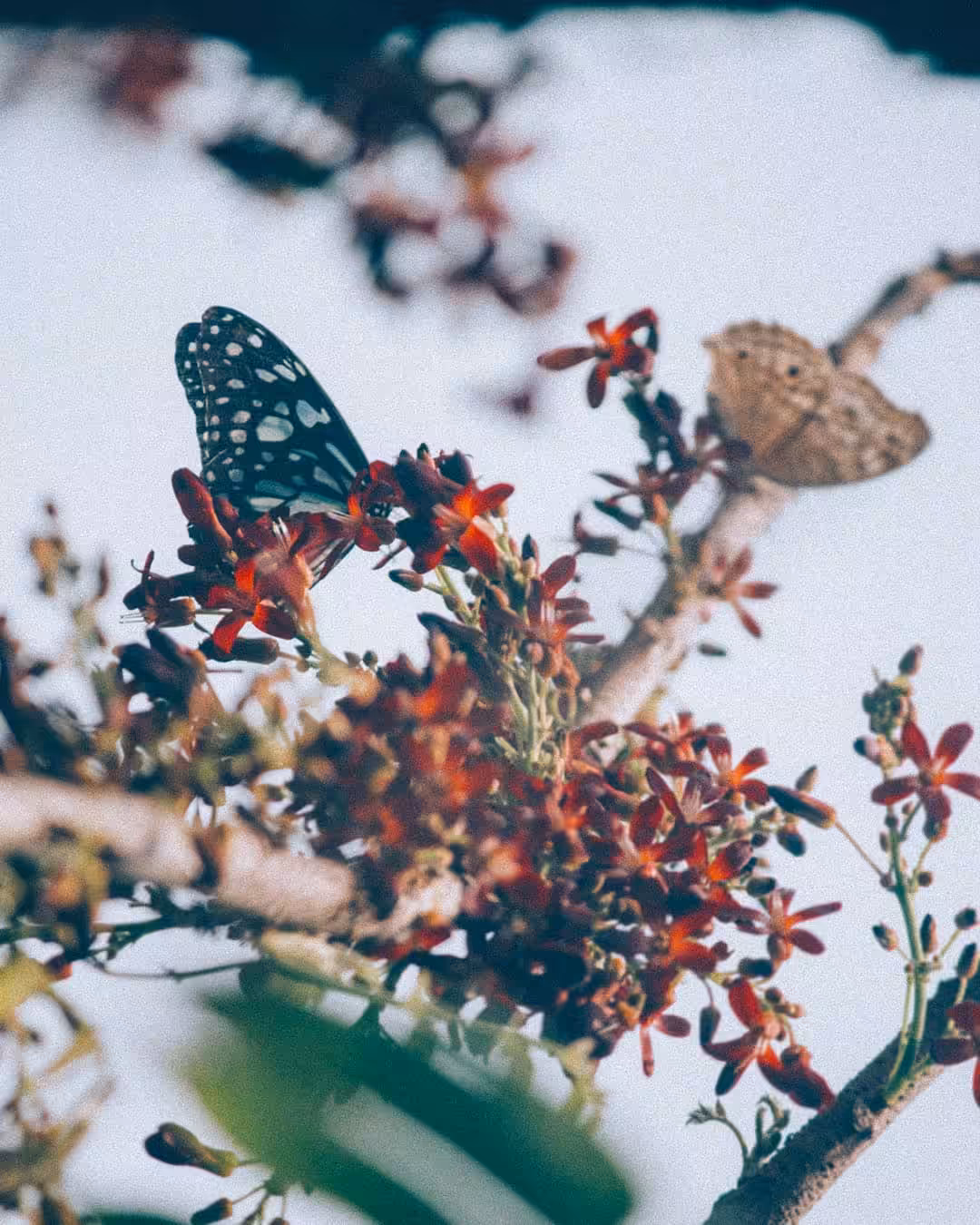 bloom #13