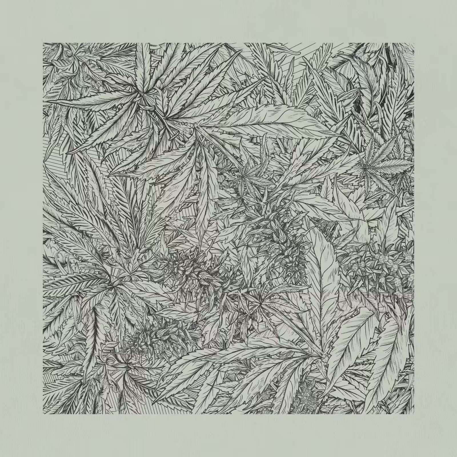 zancannabis #250