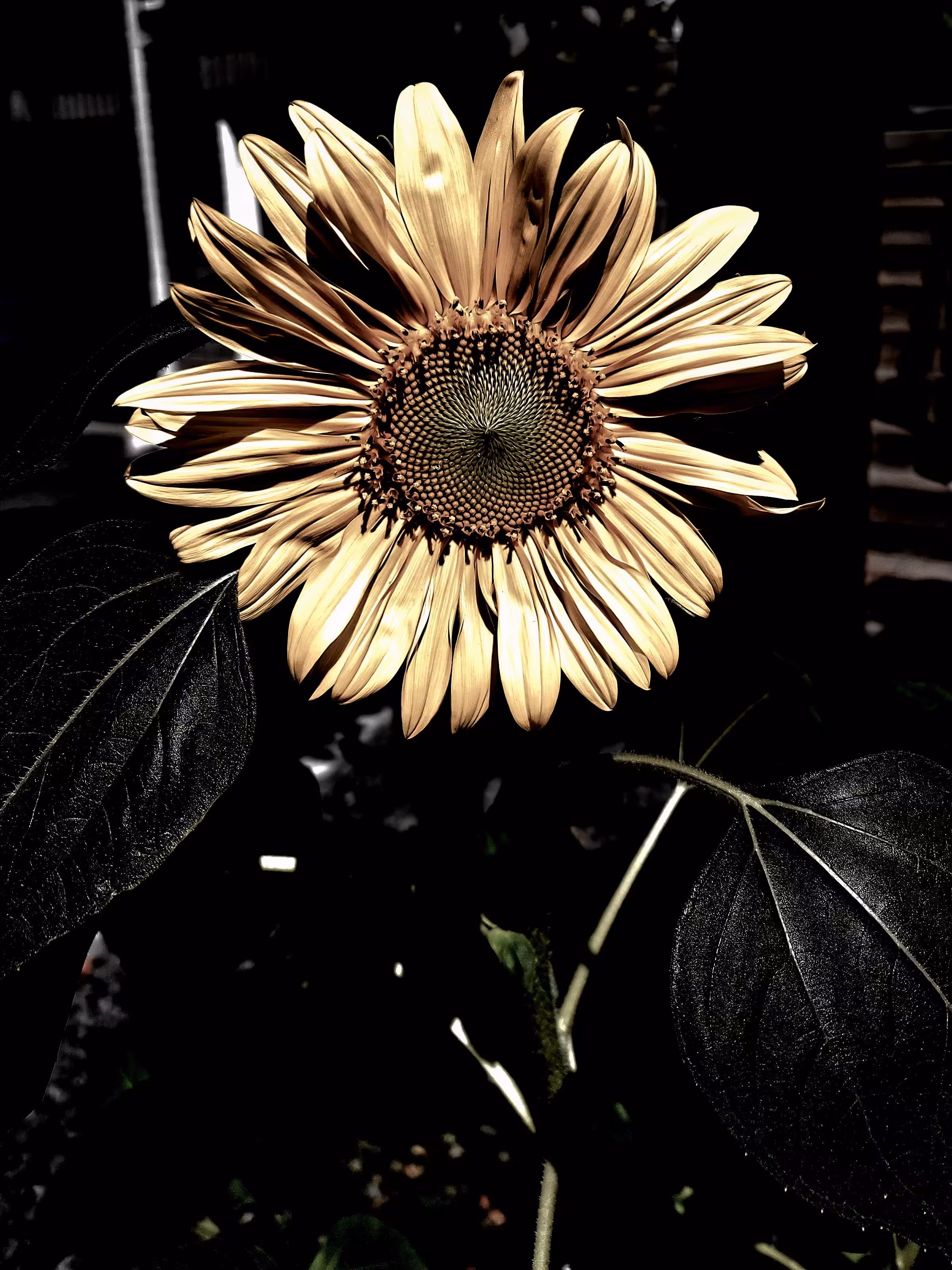 sunflower 
