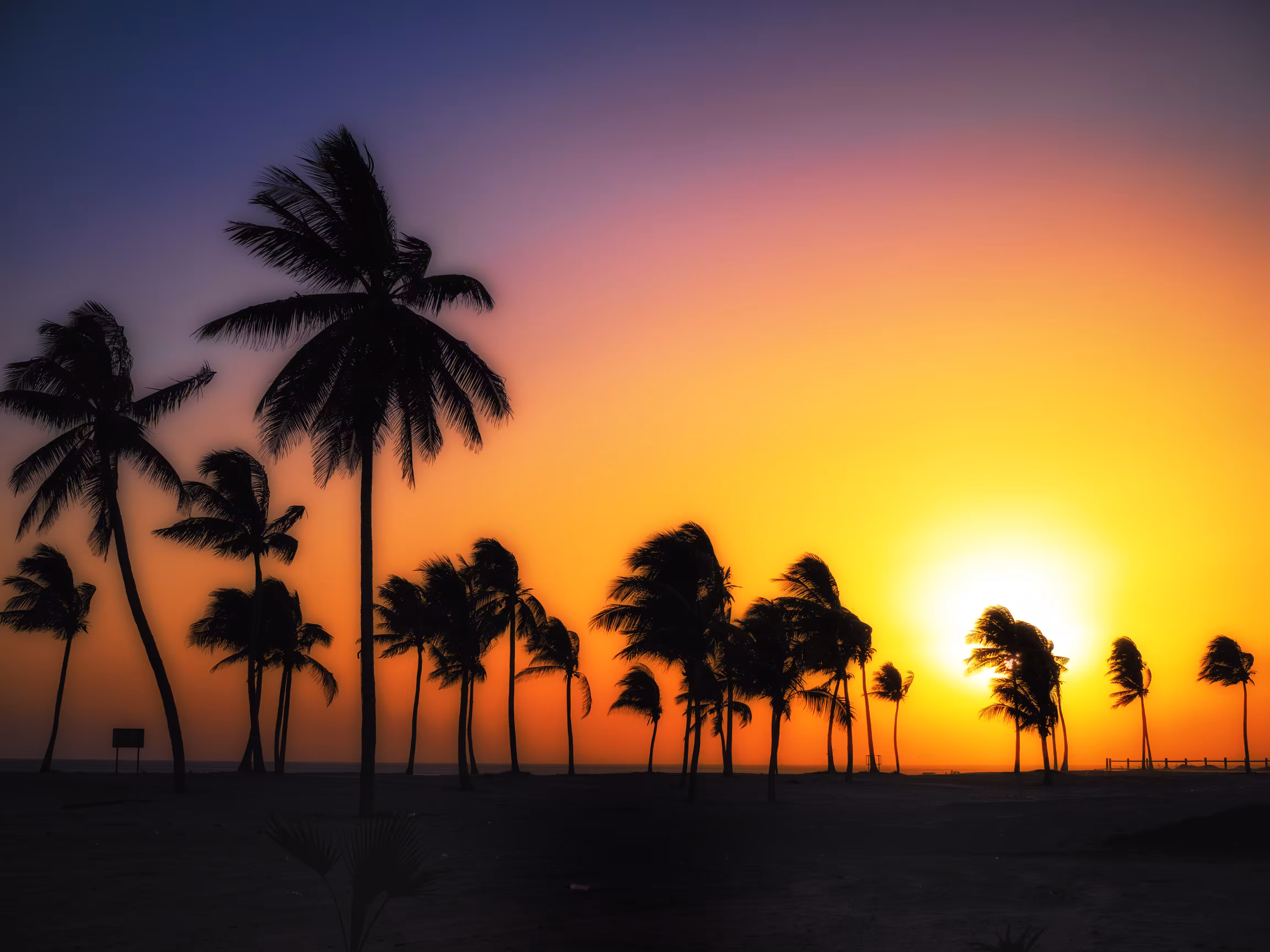 PALM PARADISE