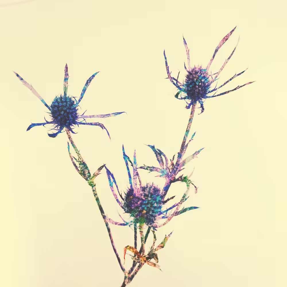 The Rainbow Thistle #1