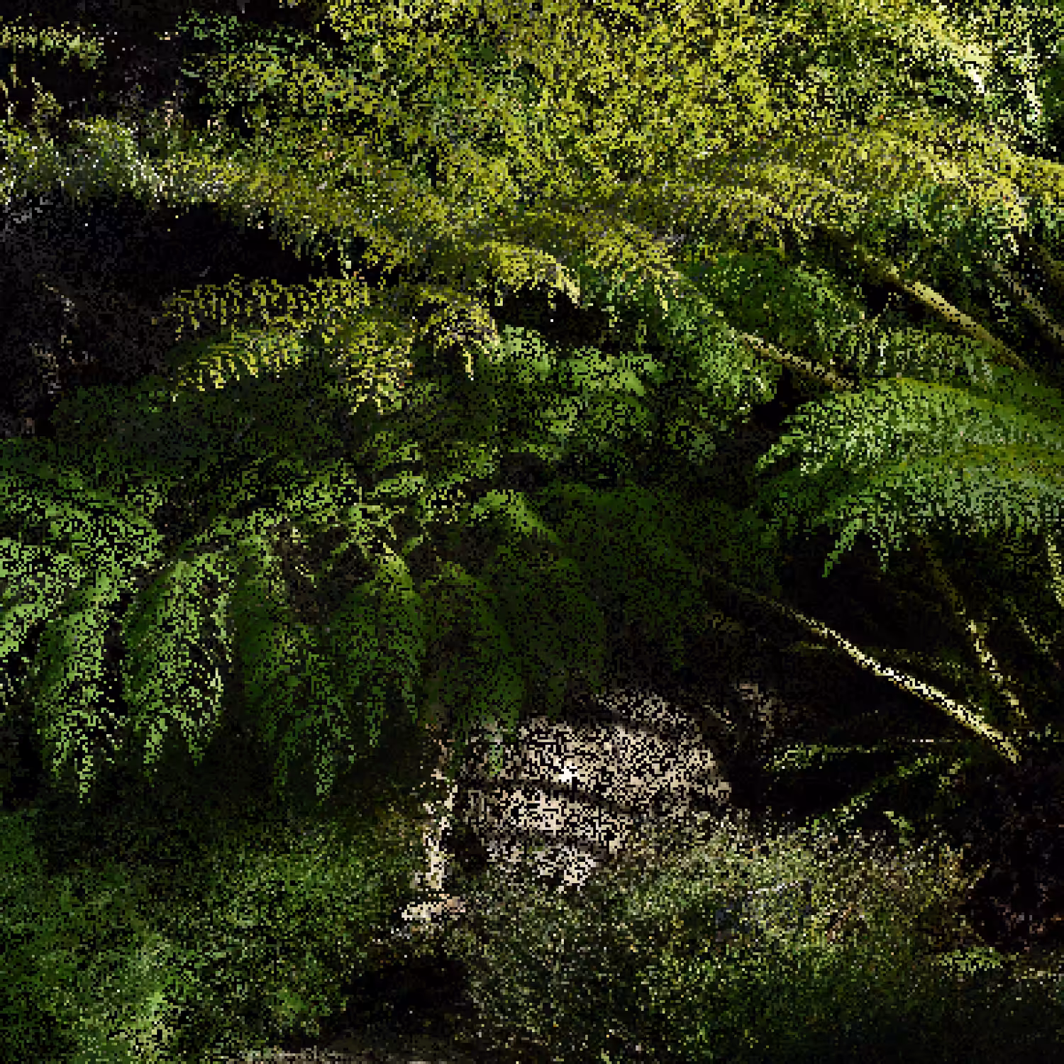 Ferns 02, Brooklyn Botanic Garden [NFT version]
