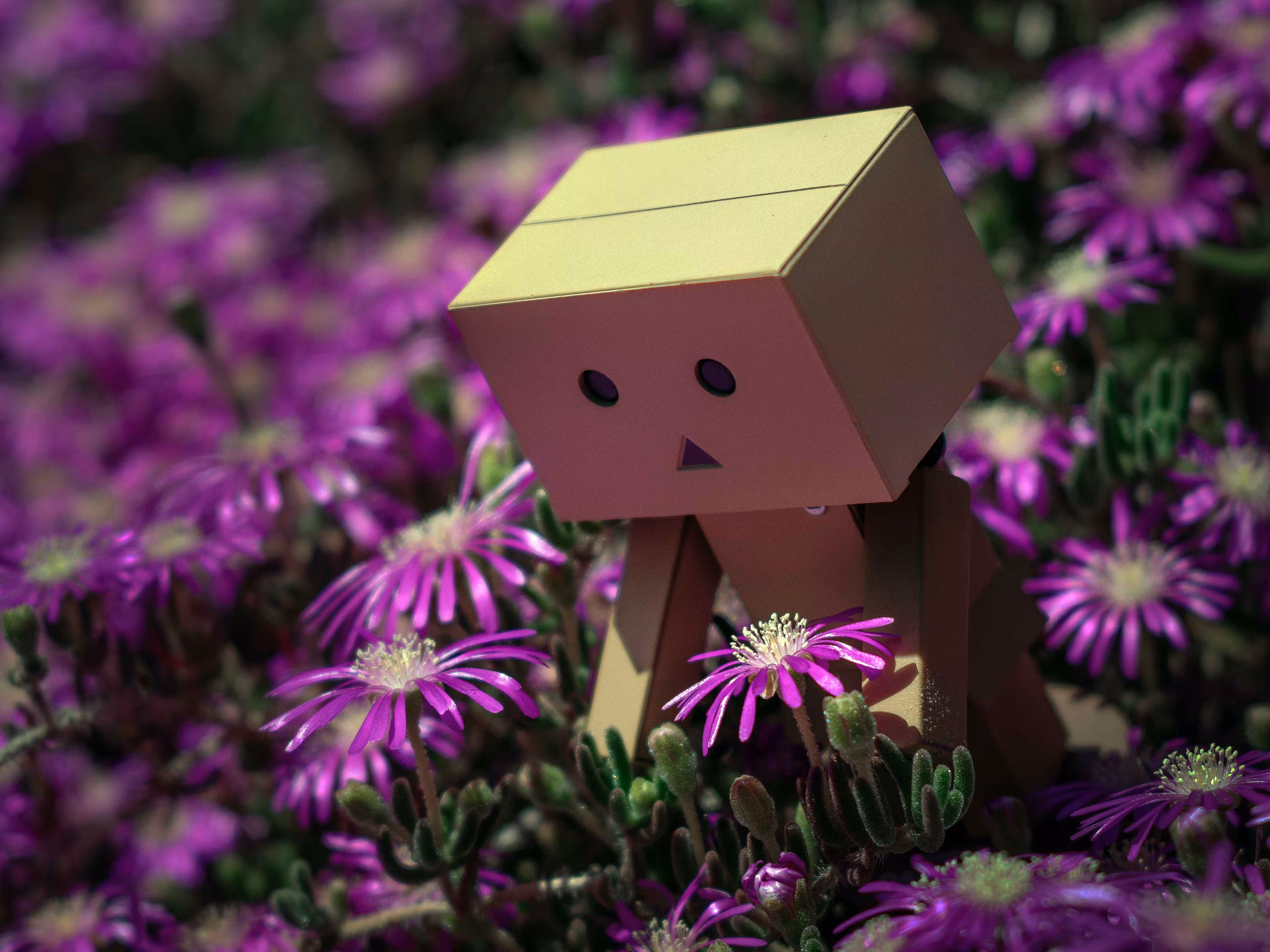 Danbo in the Nature