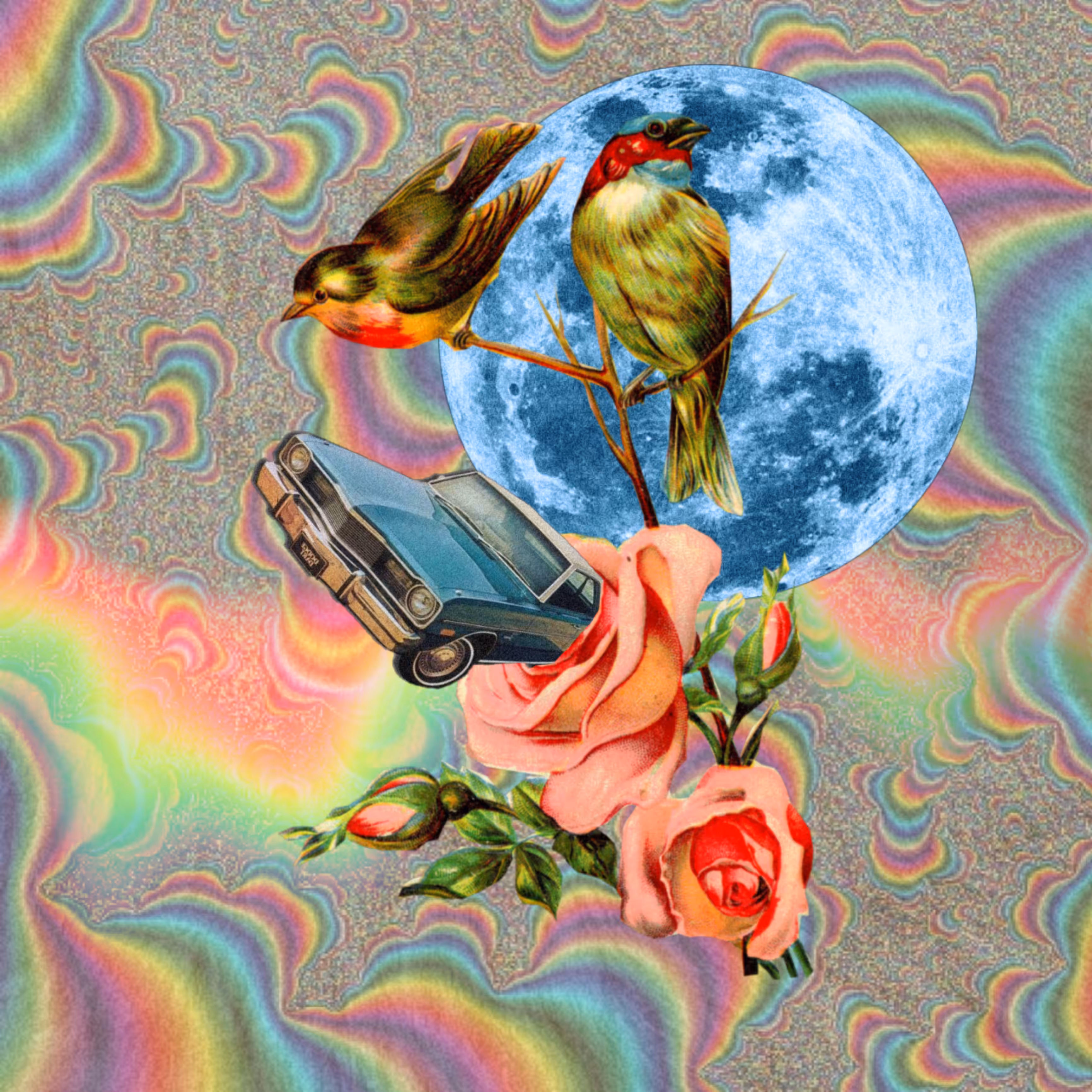 𝙱𝚒𝚛𝚍𝚜