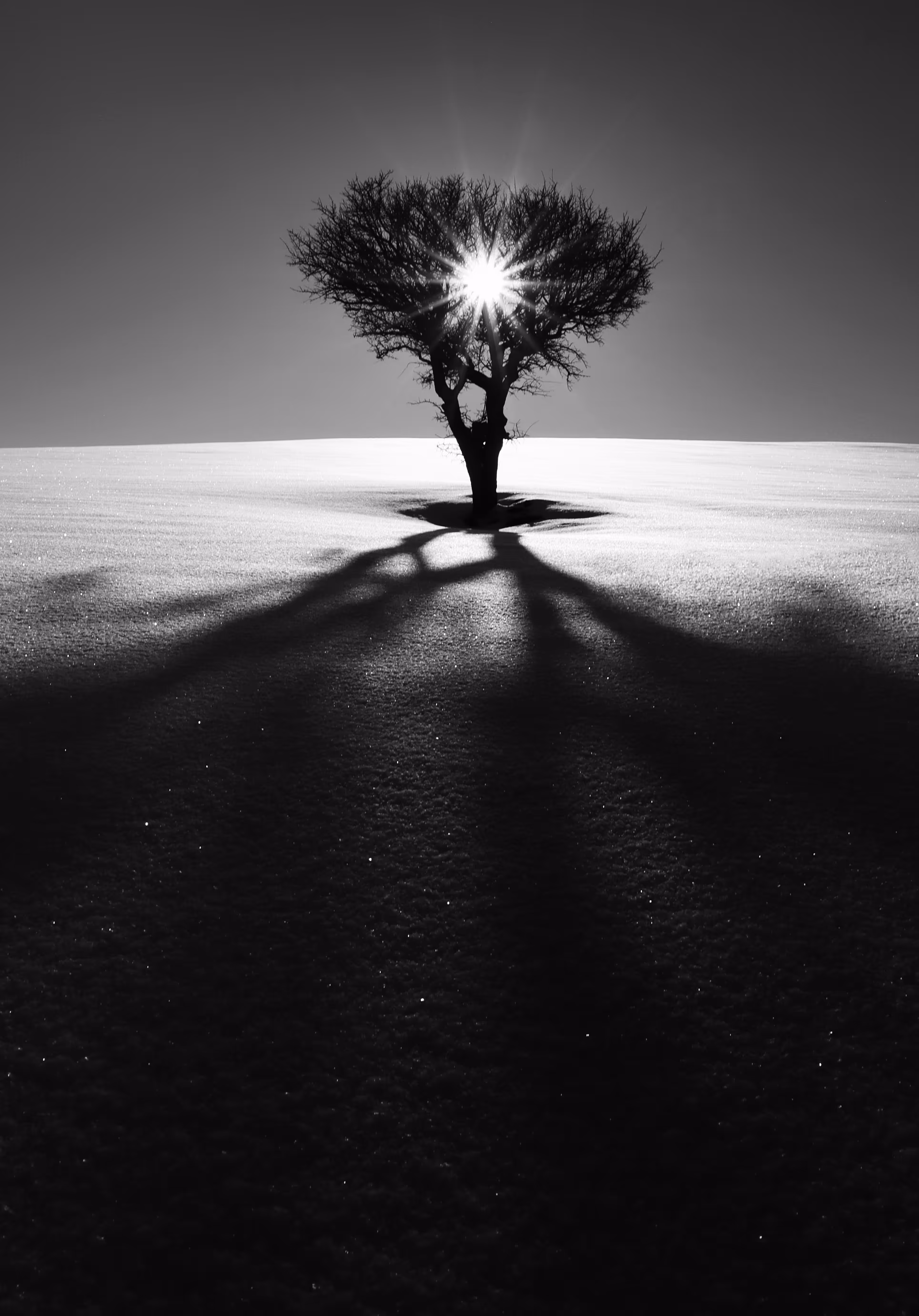 Long Shadow