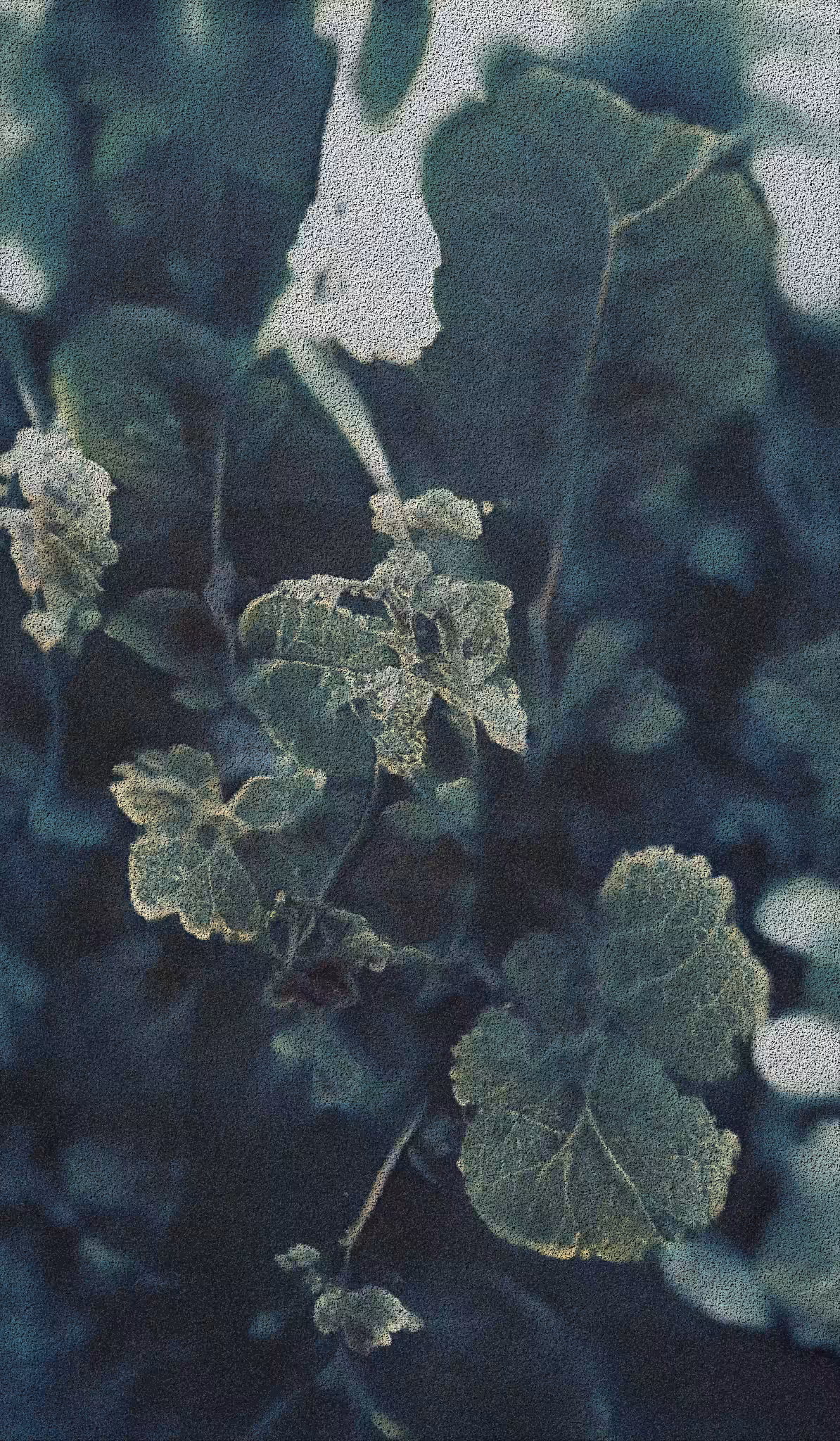 APPARATUS-VITIS: Apparatus Vitis #38