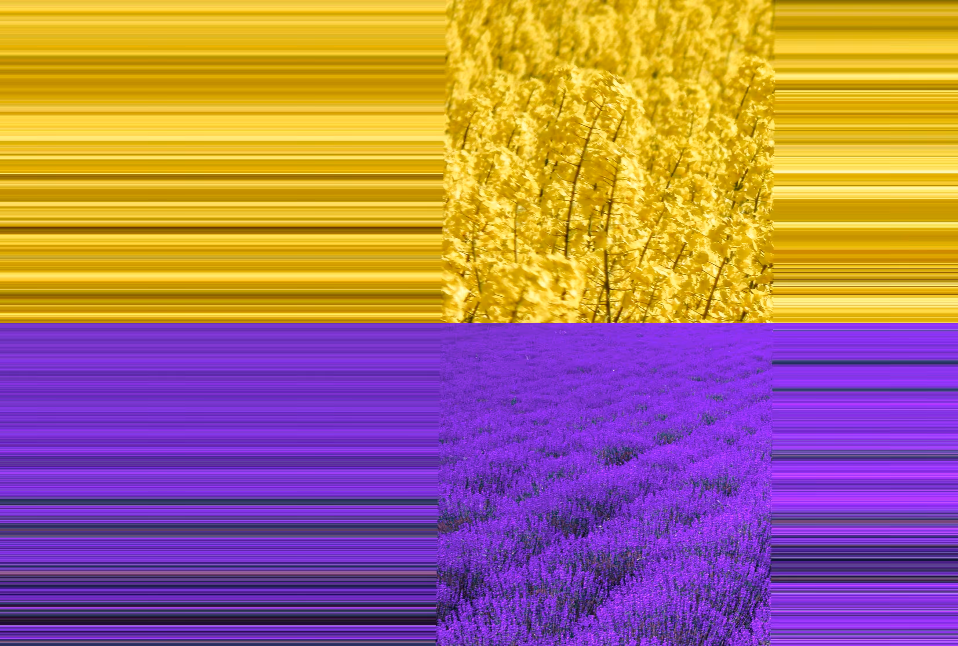 Lavender & canola #1