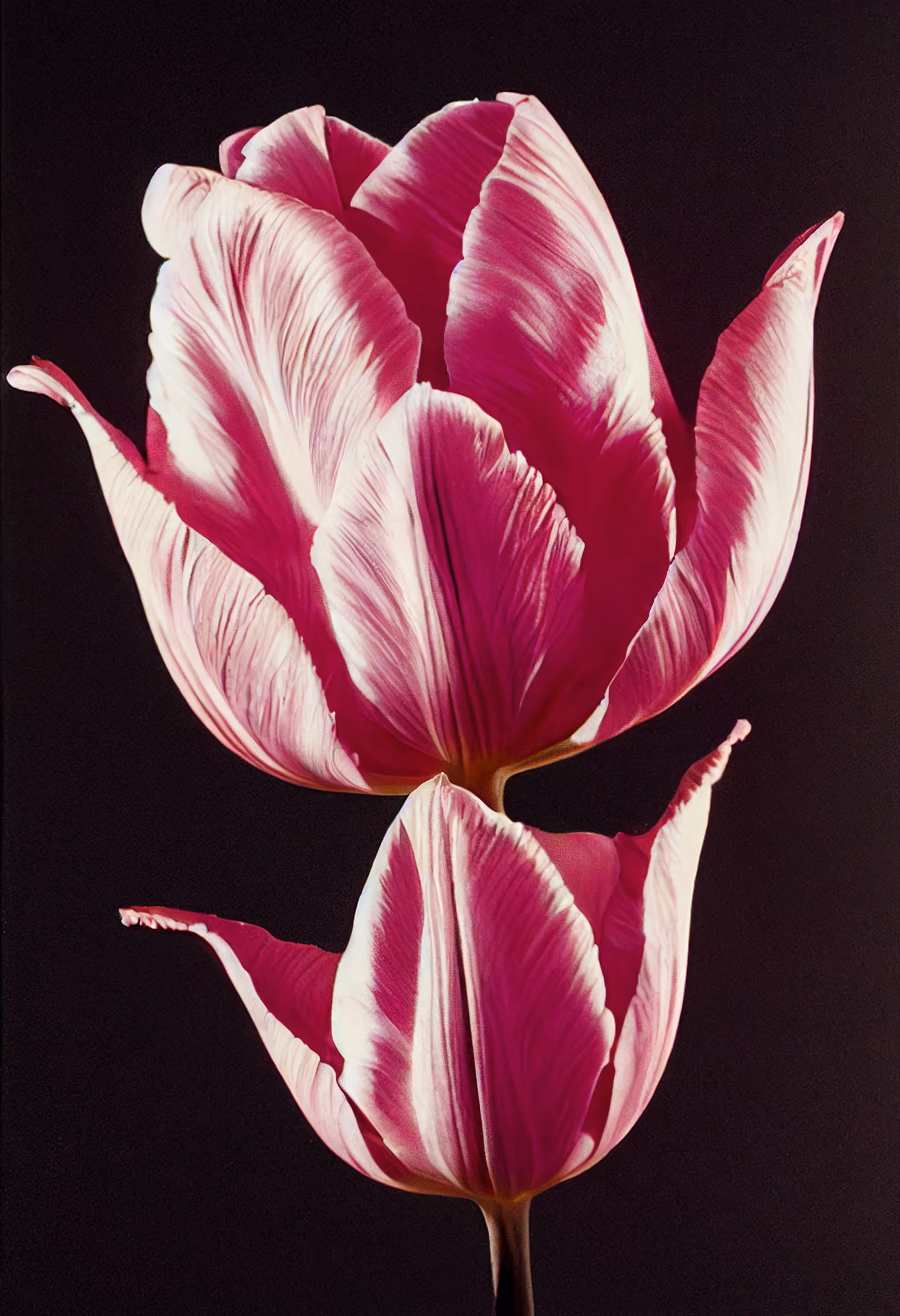 A Flower, Just For You. #180