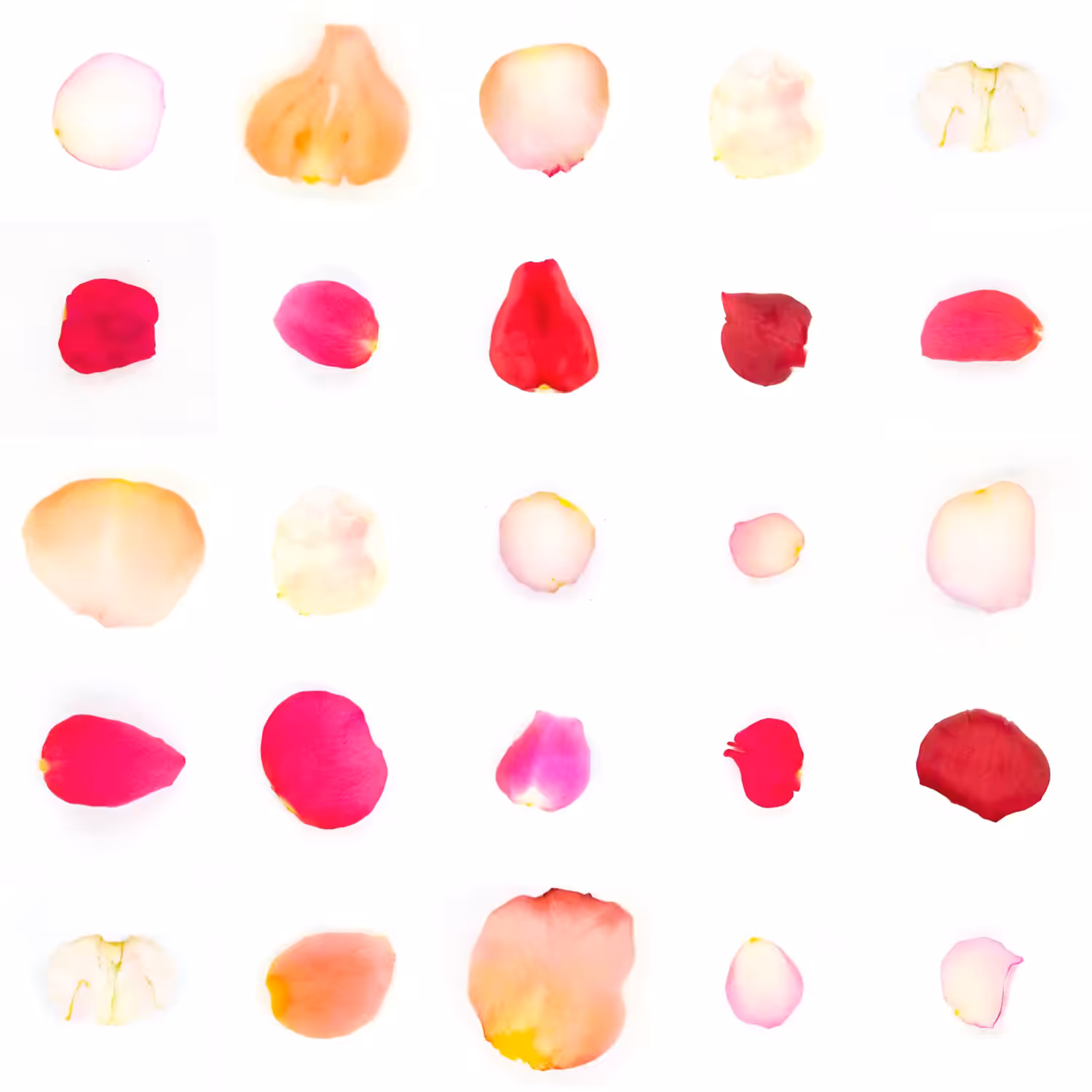 Infinite Petals 5x5#20583