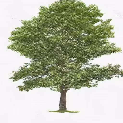 these 7000 oaks do not exist