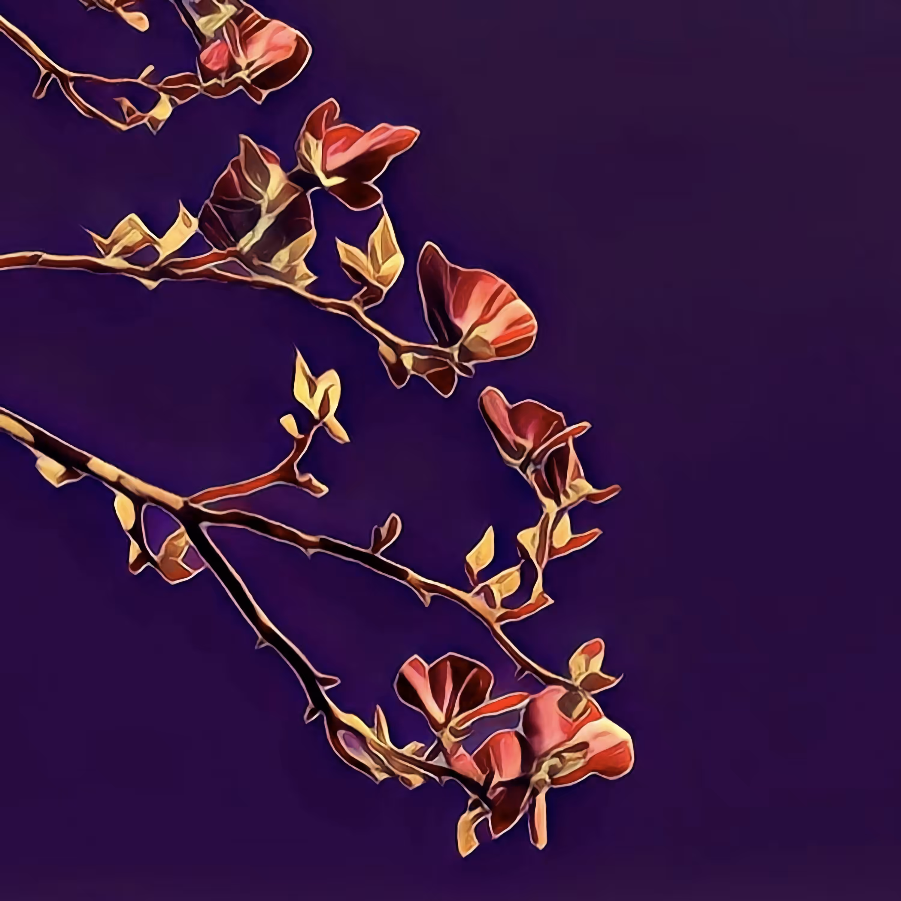 Magnolia - Art-Nouveau edition