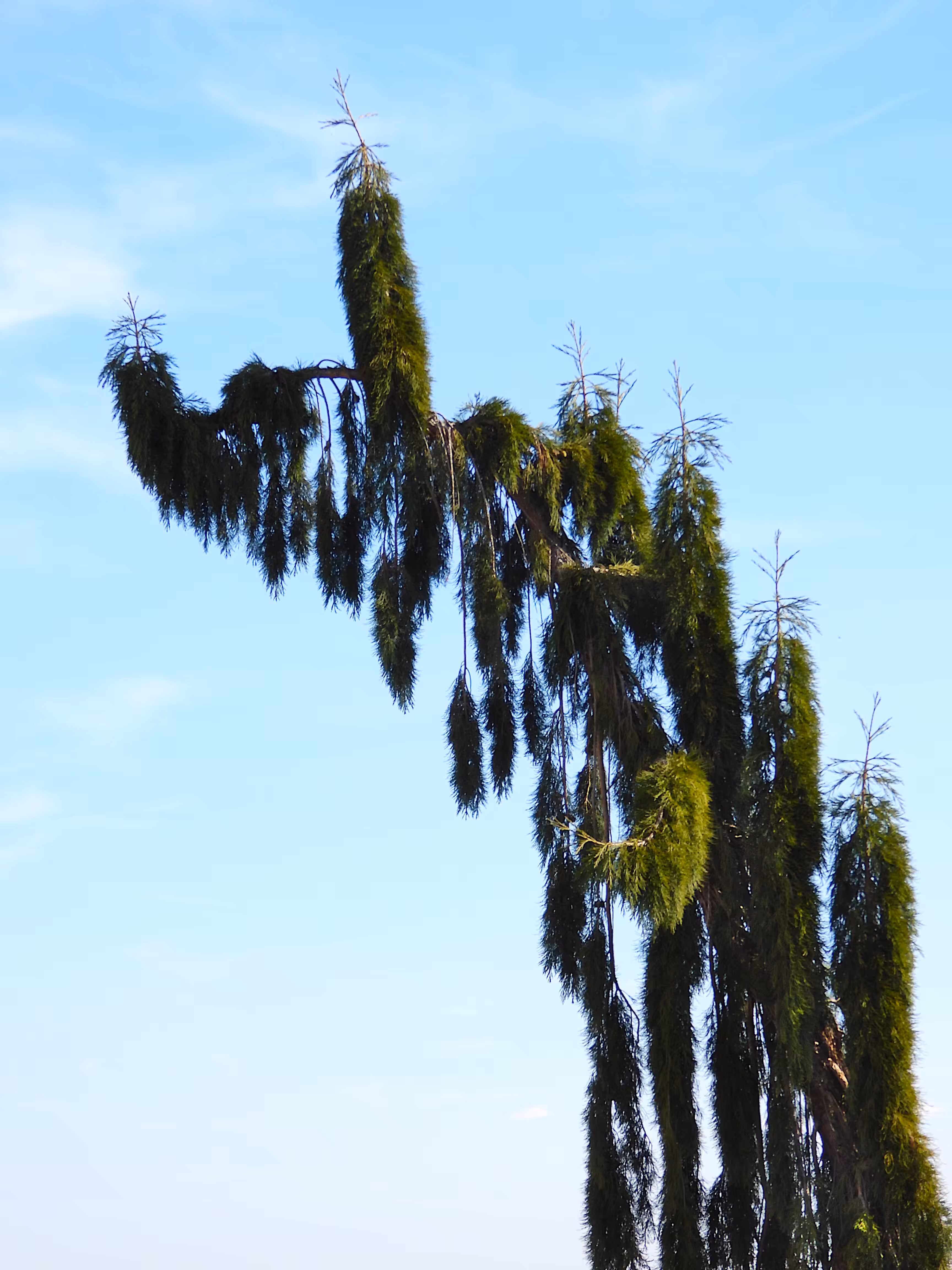 Sequoiadendron Giganteum 'Pendulum'