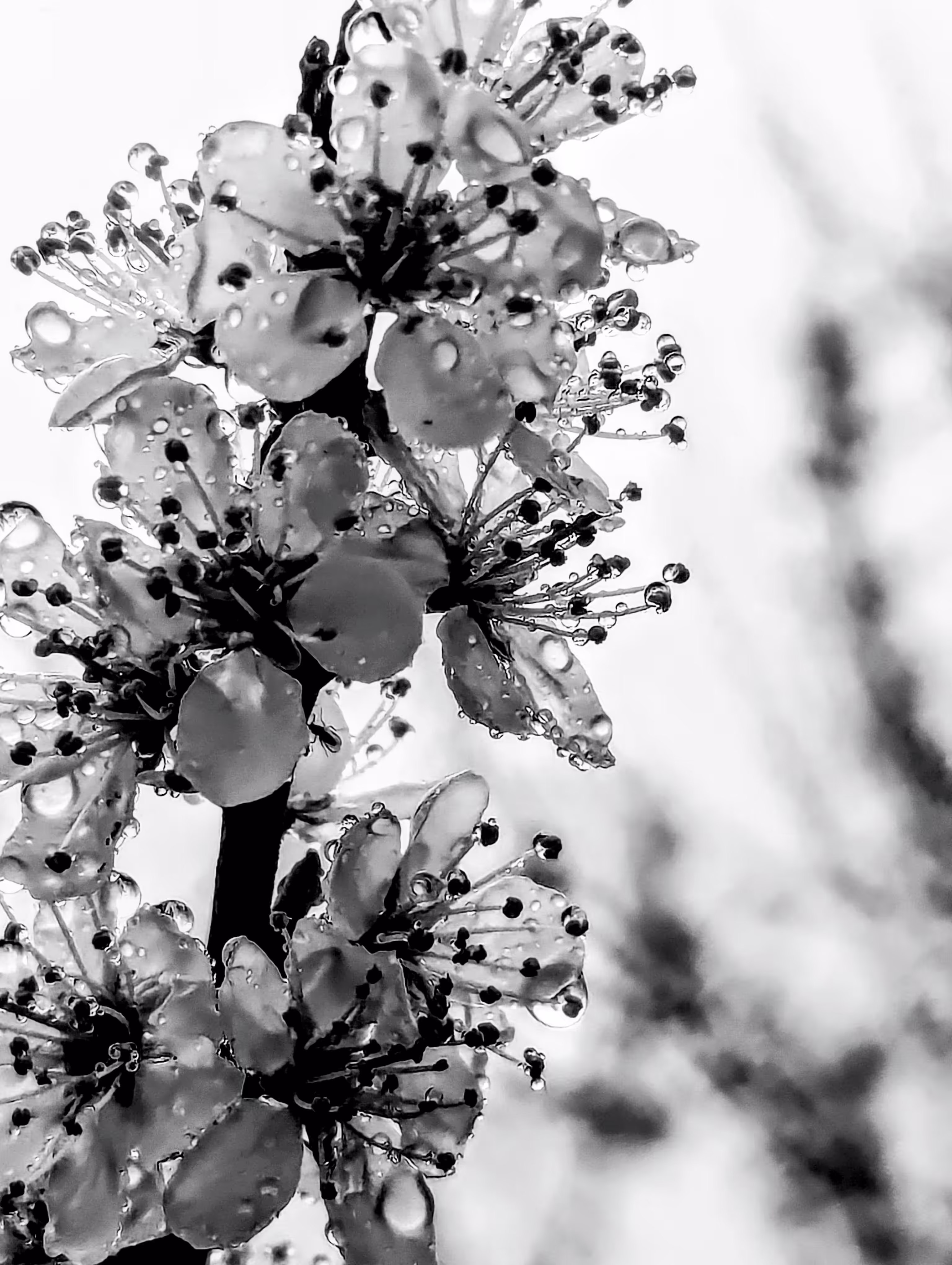 Sparkling spring
