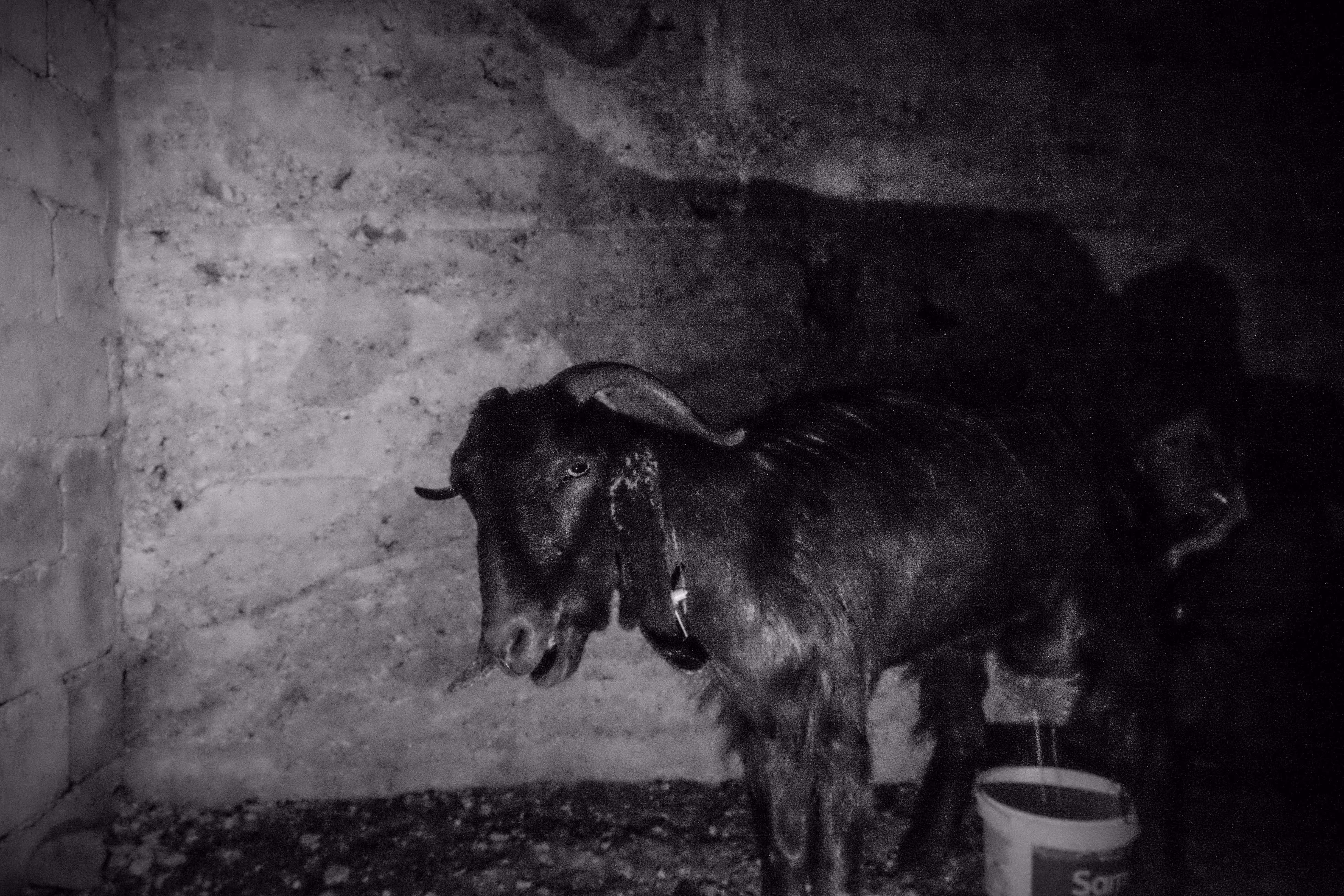 In The Barn