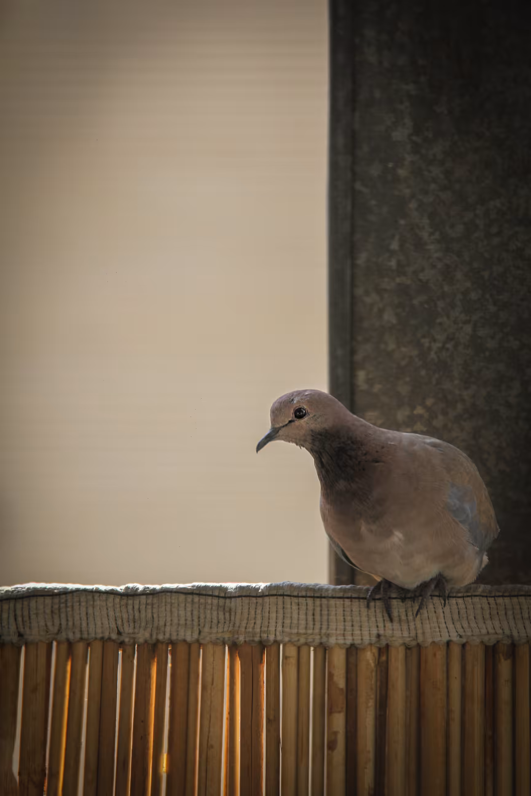 The Nosy Bird