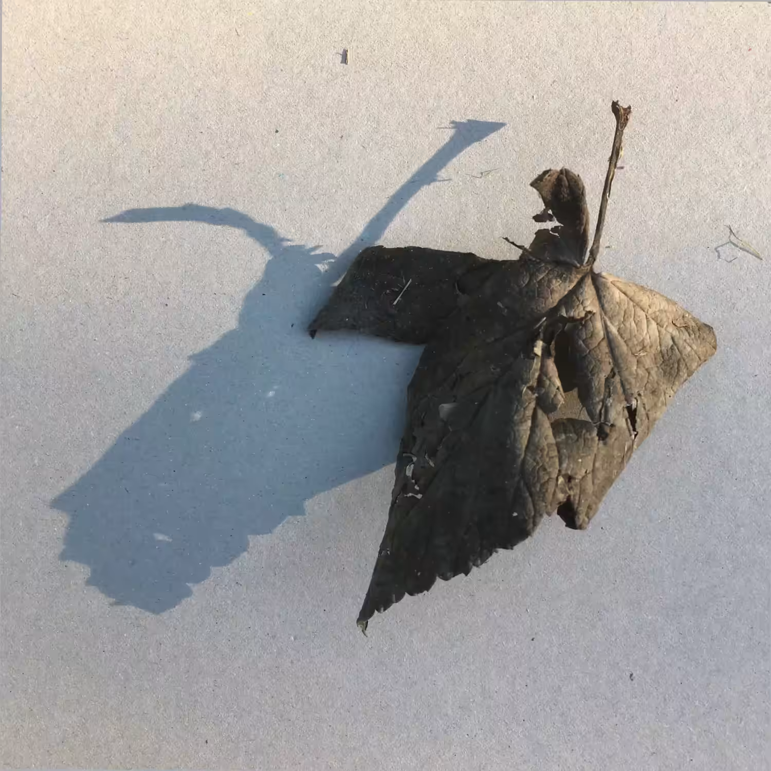 Shadow