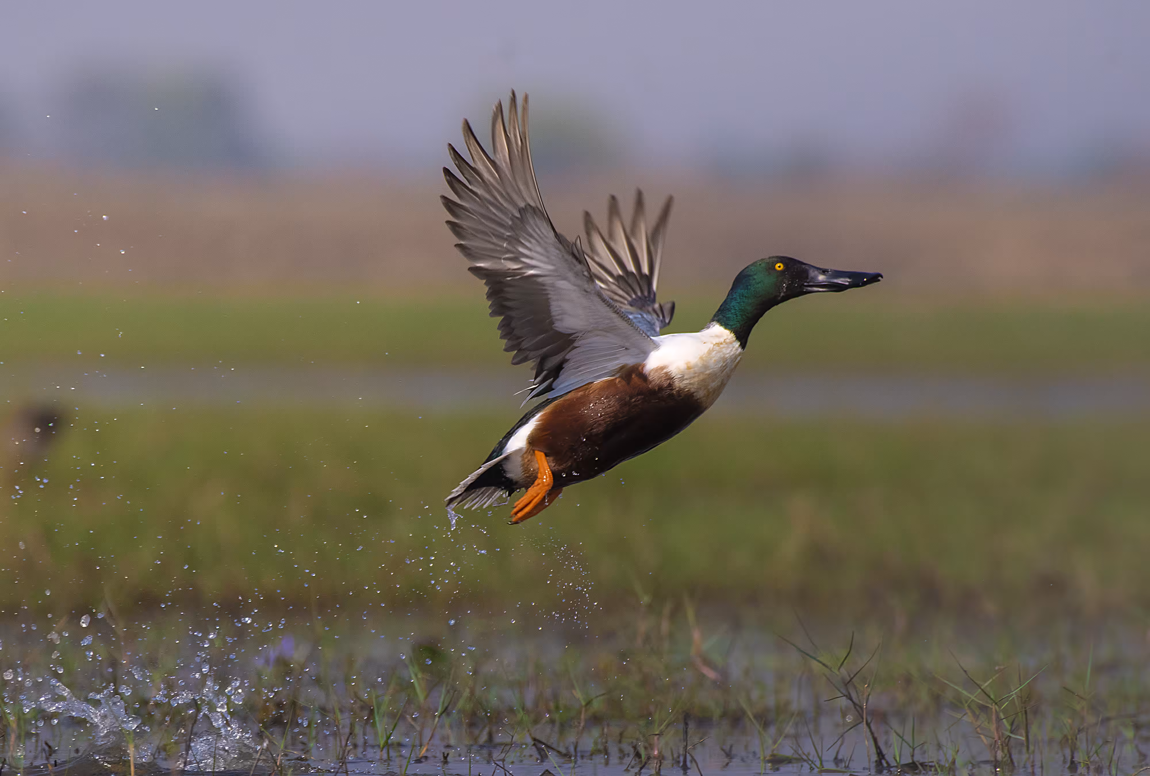 Northern Shoveler 