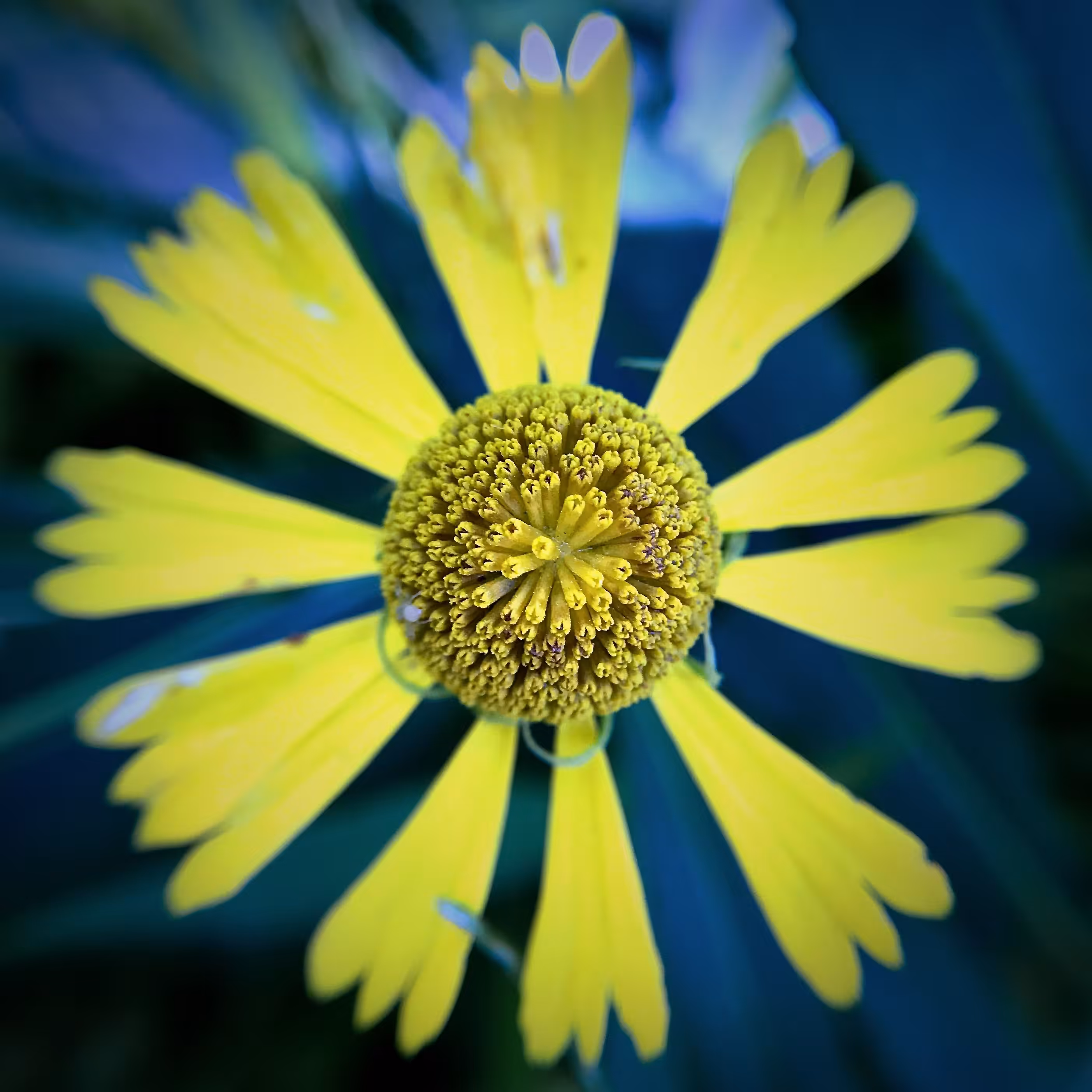 Another Sneezeweed