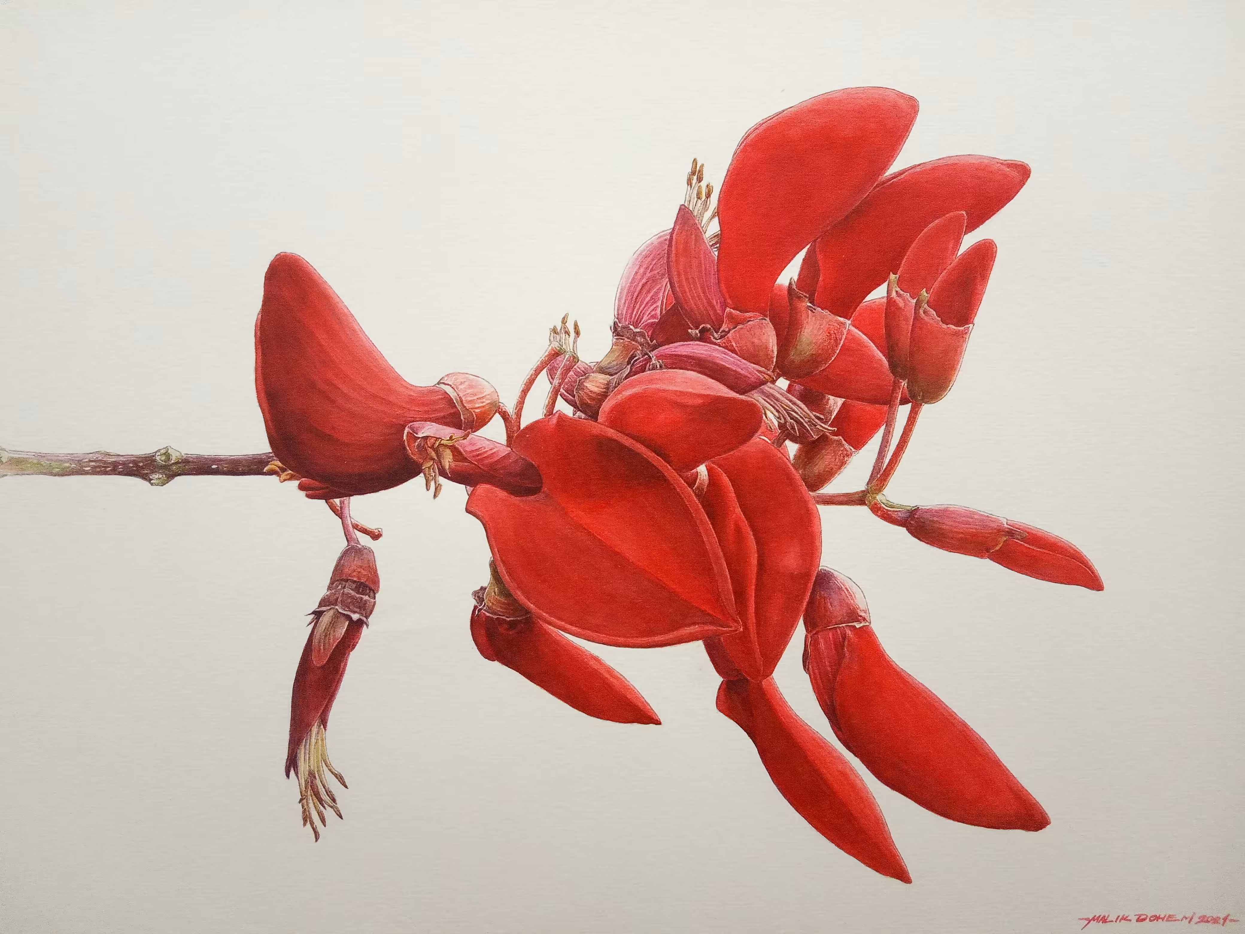 Erythrina Crista-galli