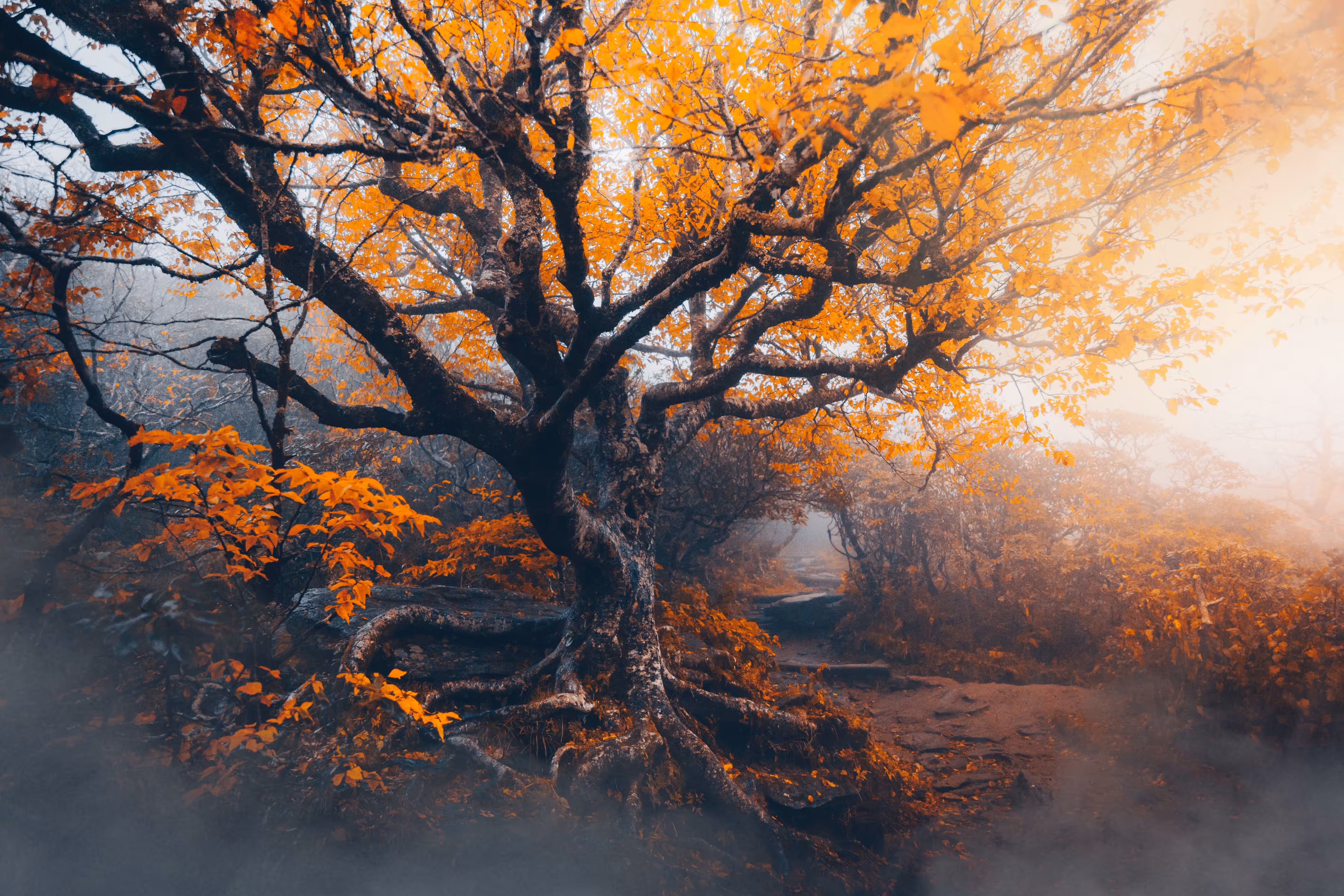 October Fog