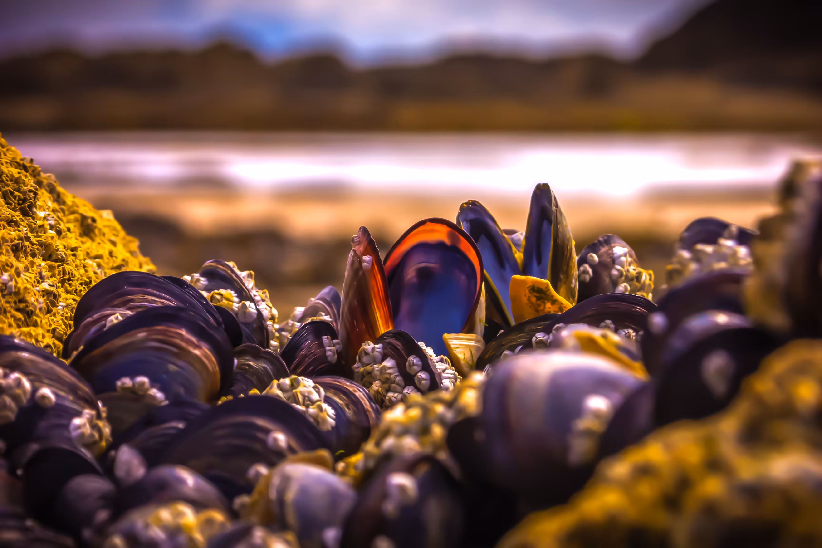 Mussels of St Malo