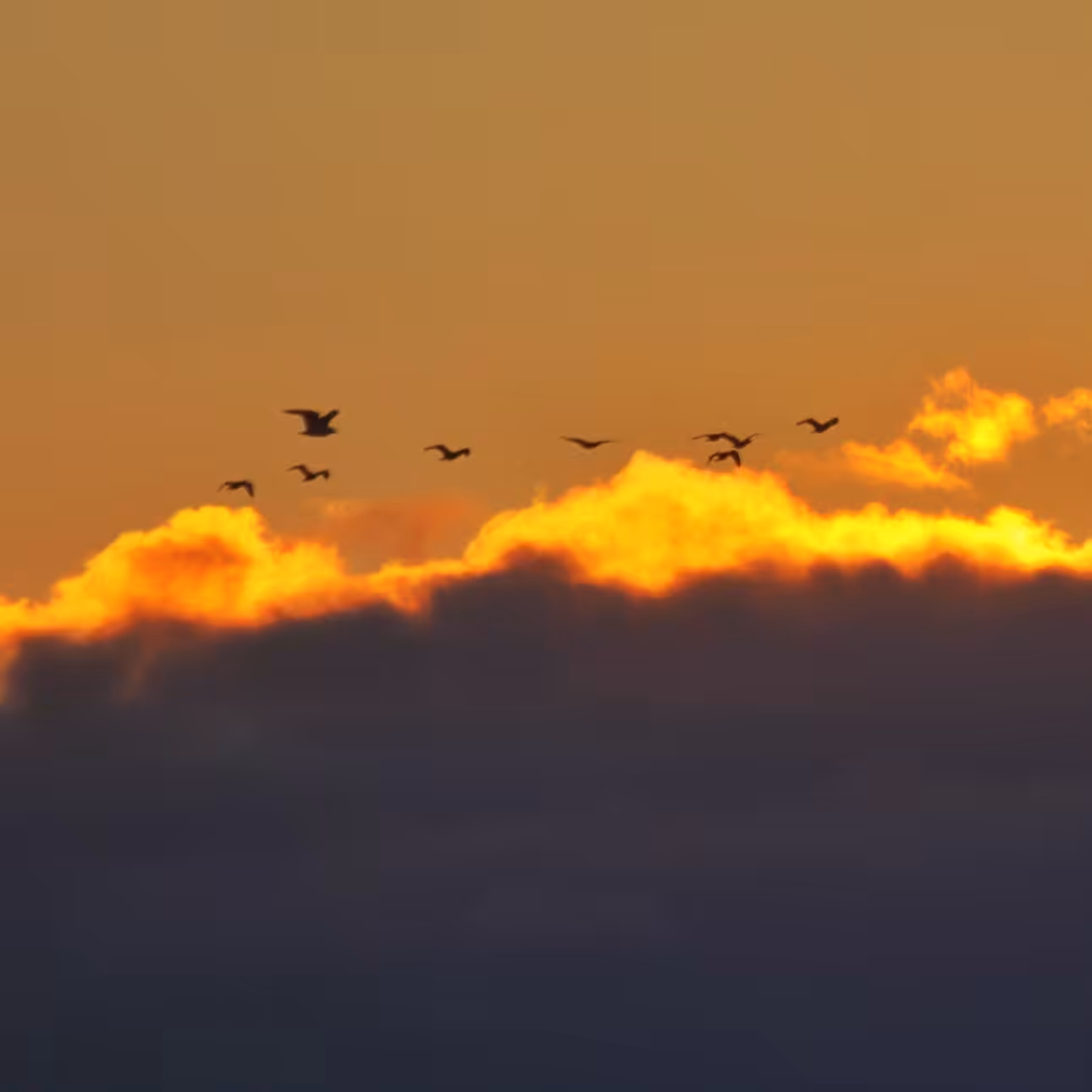 Flight Over the Fireline