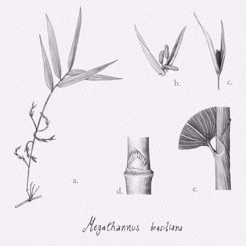Botanical Illustration - Bambusoideae 1 #29