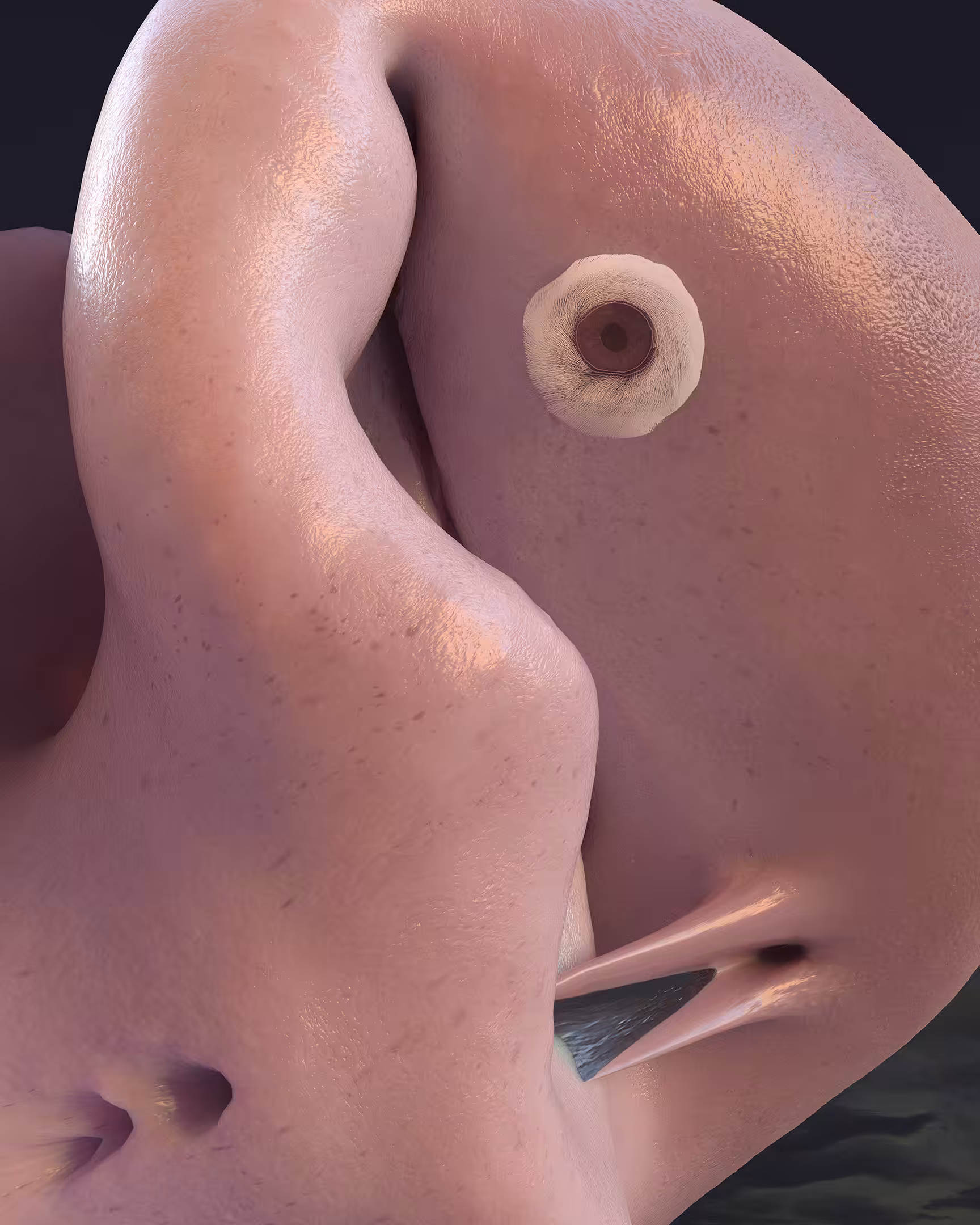fold_me_more