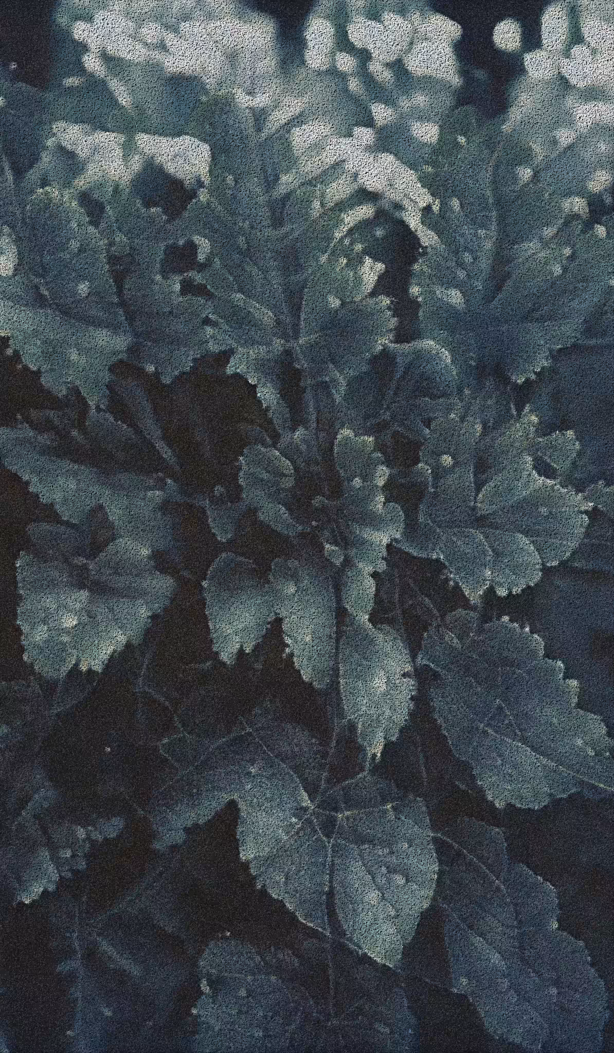 APPARATUS-VITIS: Apparatus Vitis #24