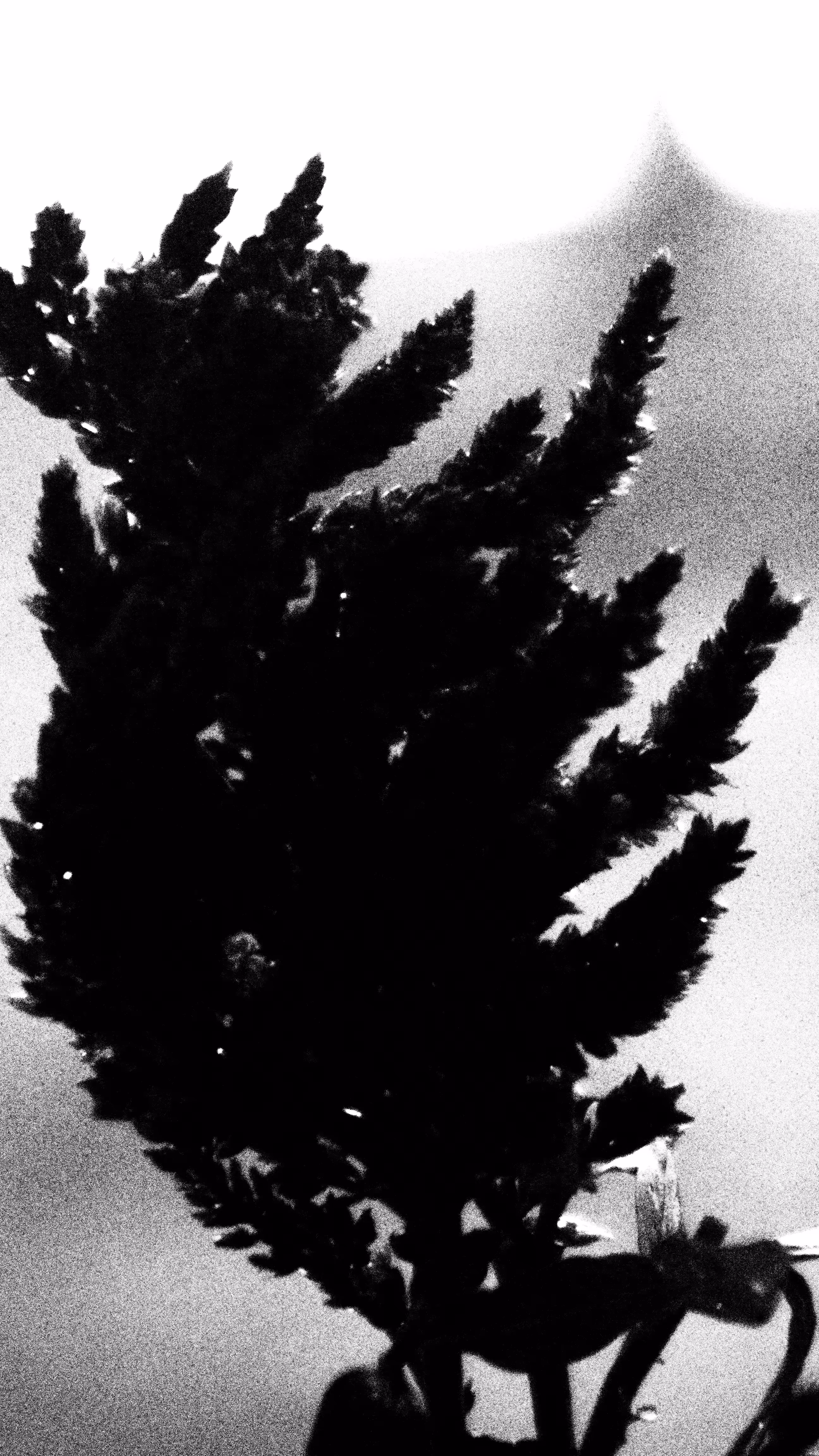 #PLANTASIA - Celosia Plumosa