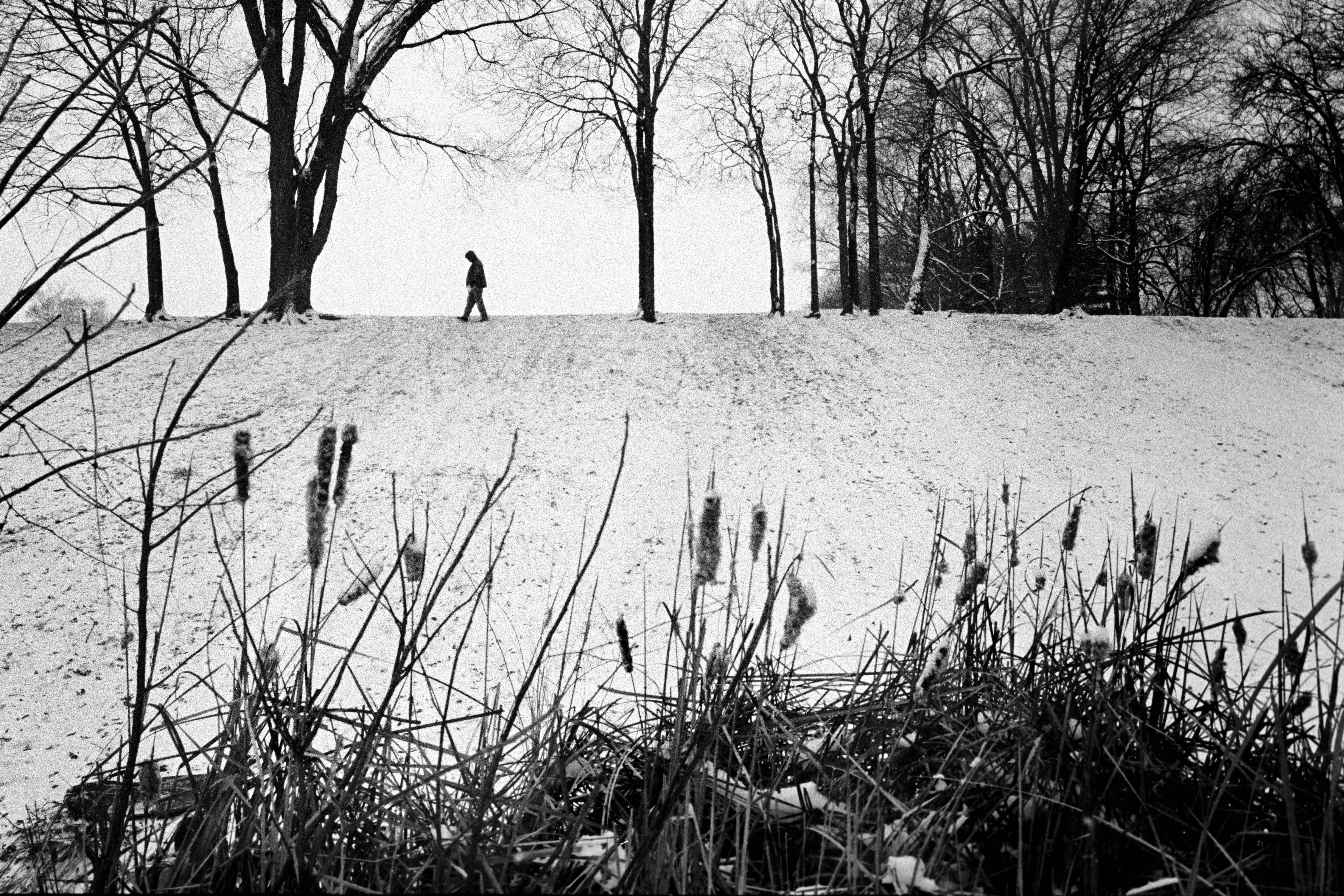 Hillside in Winter
