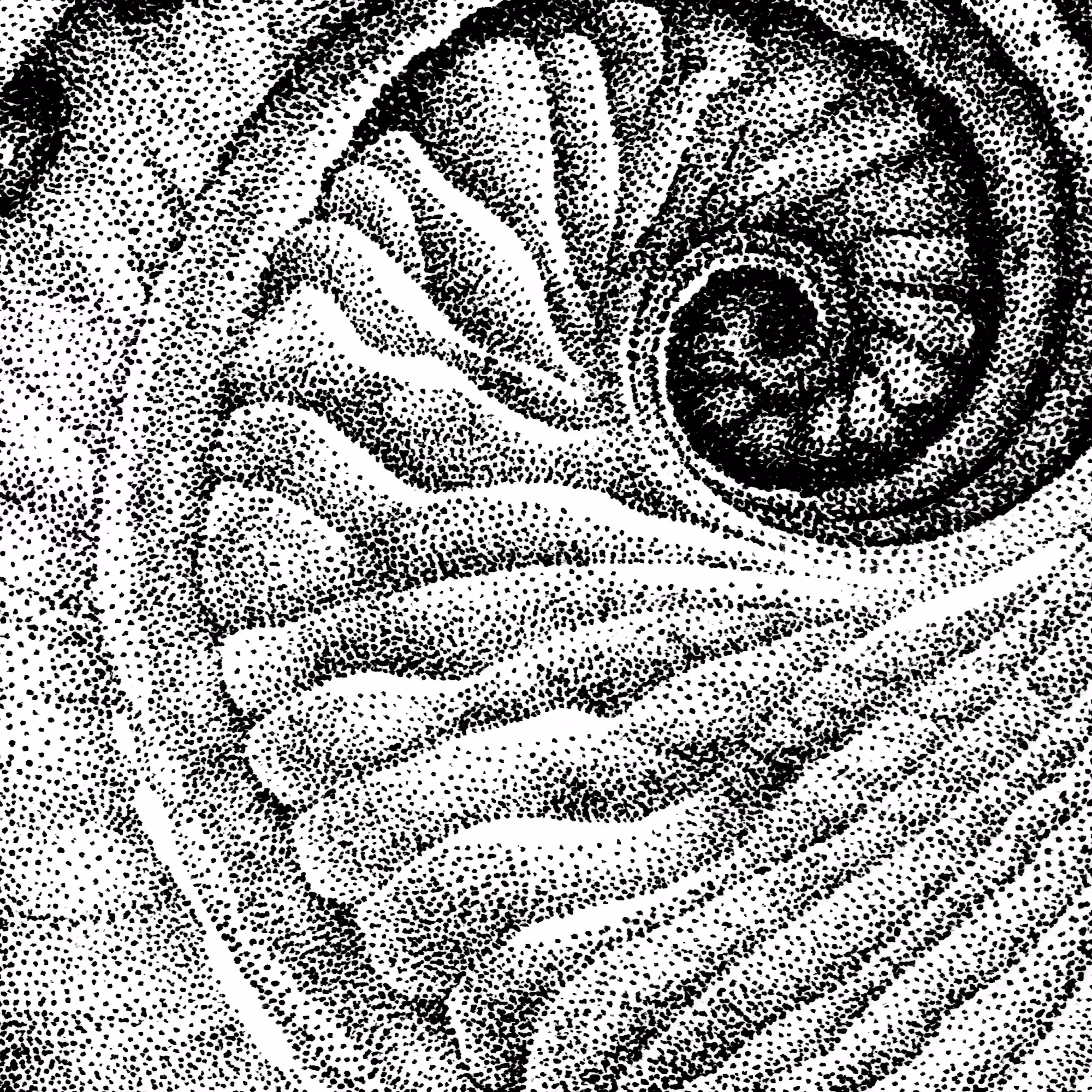 Seashell, fig. 3
