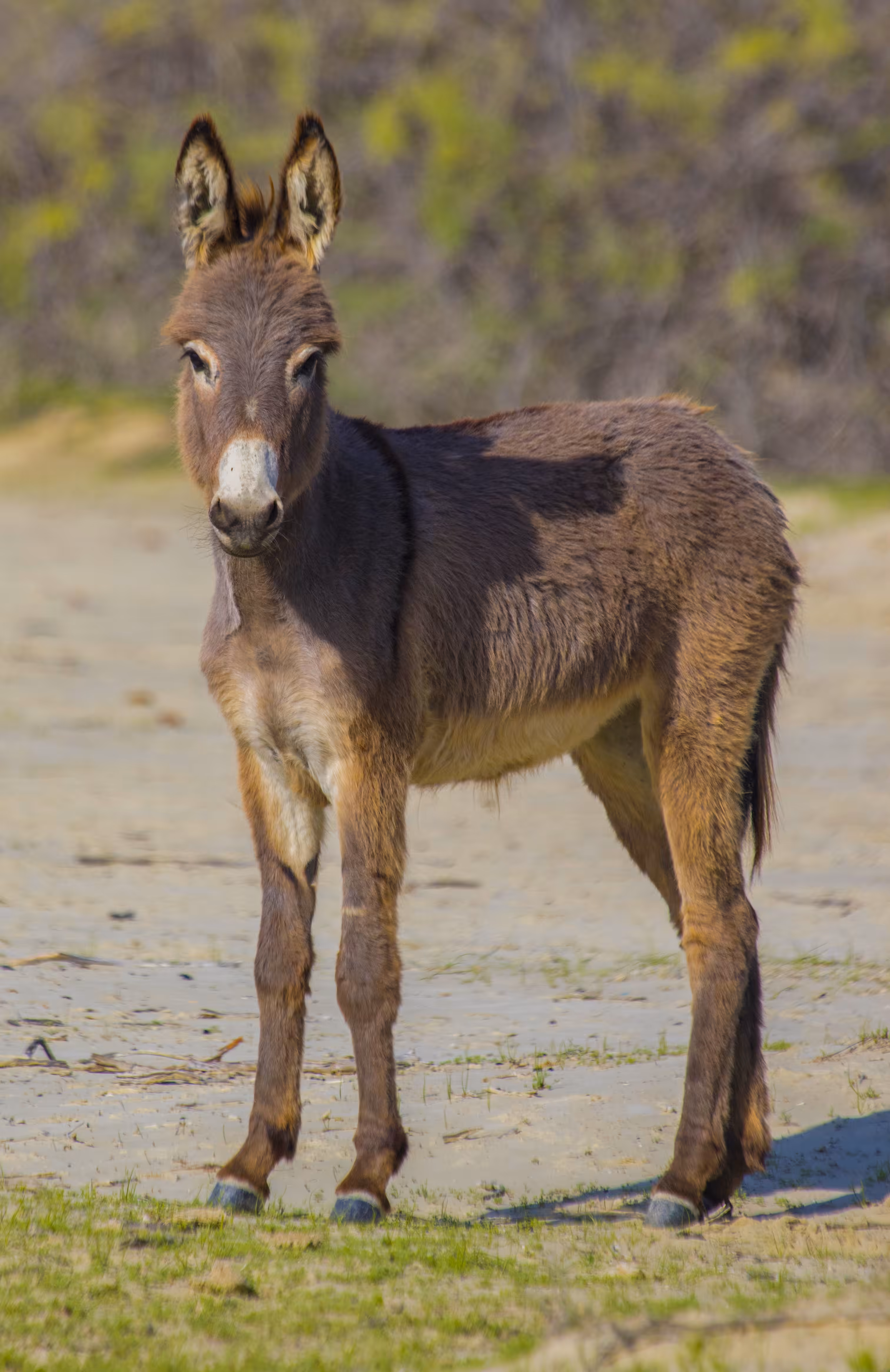 The Happy Valley: Baby donkey