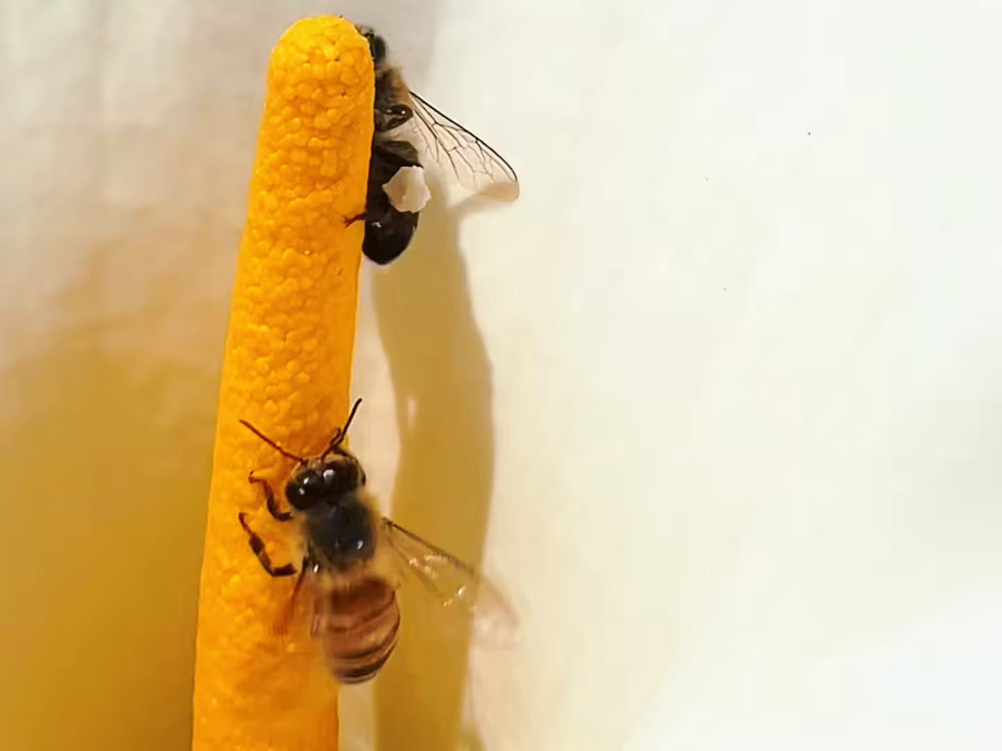 La danza de las abejas