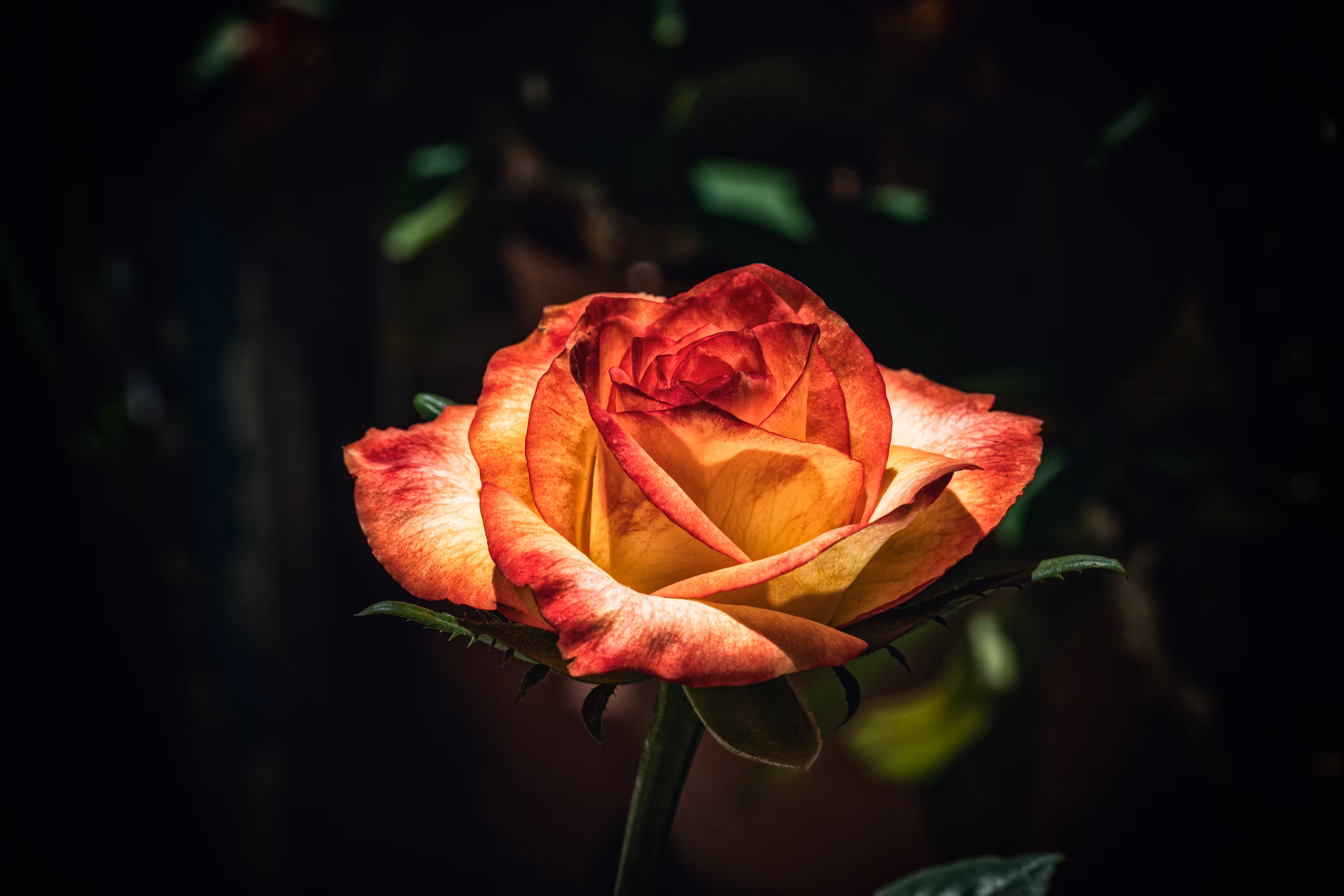 Rose of fire.