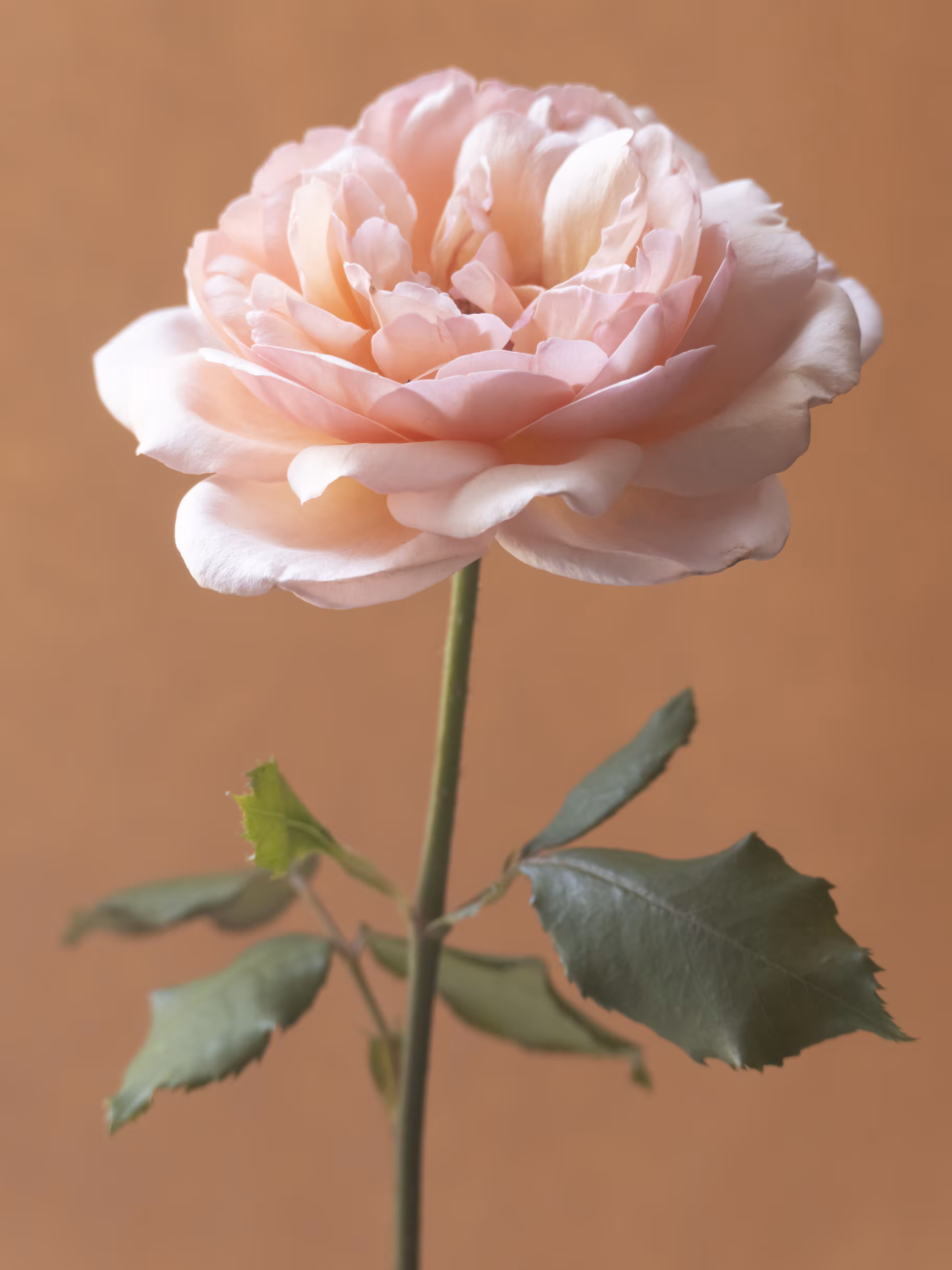 French Flowers #1