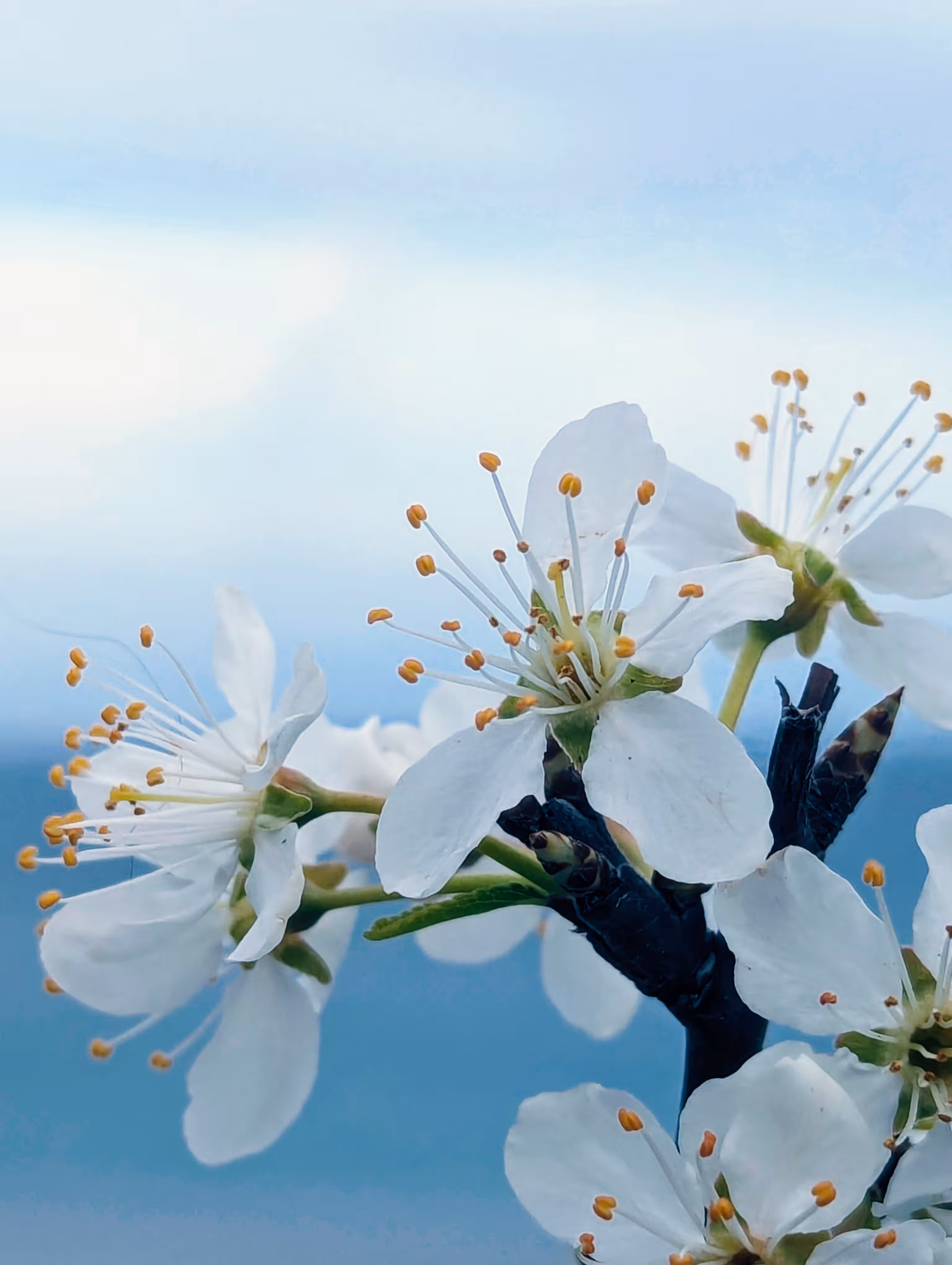 Blossom in the sea breeze