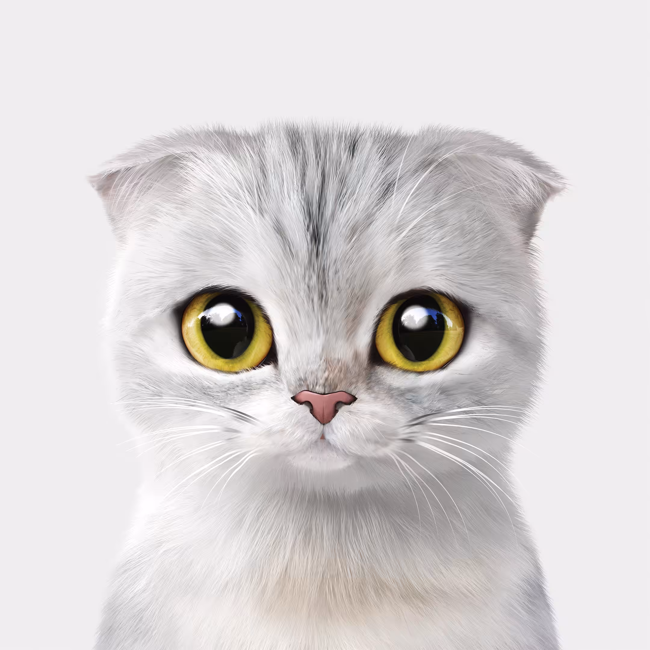 Sugar Cat & Candy Doggie: #229 Dubu the Scottish Fold