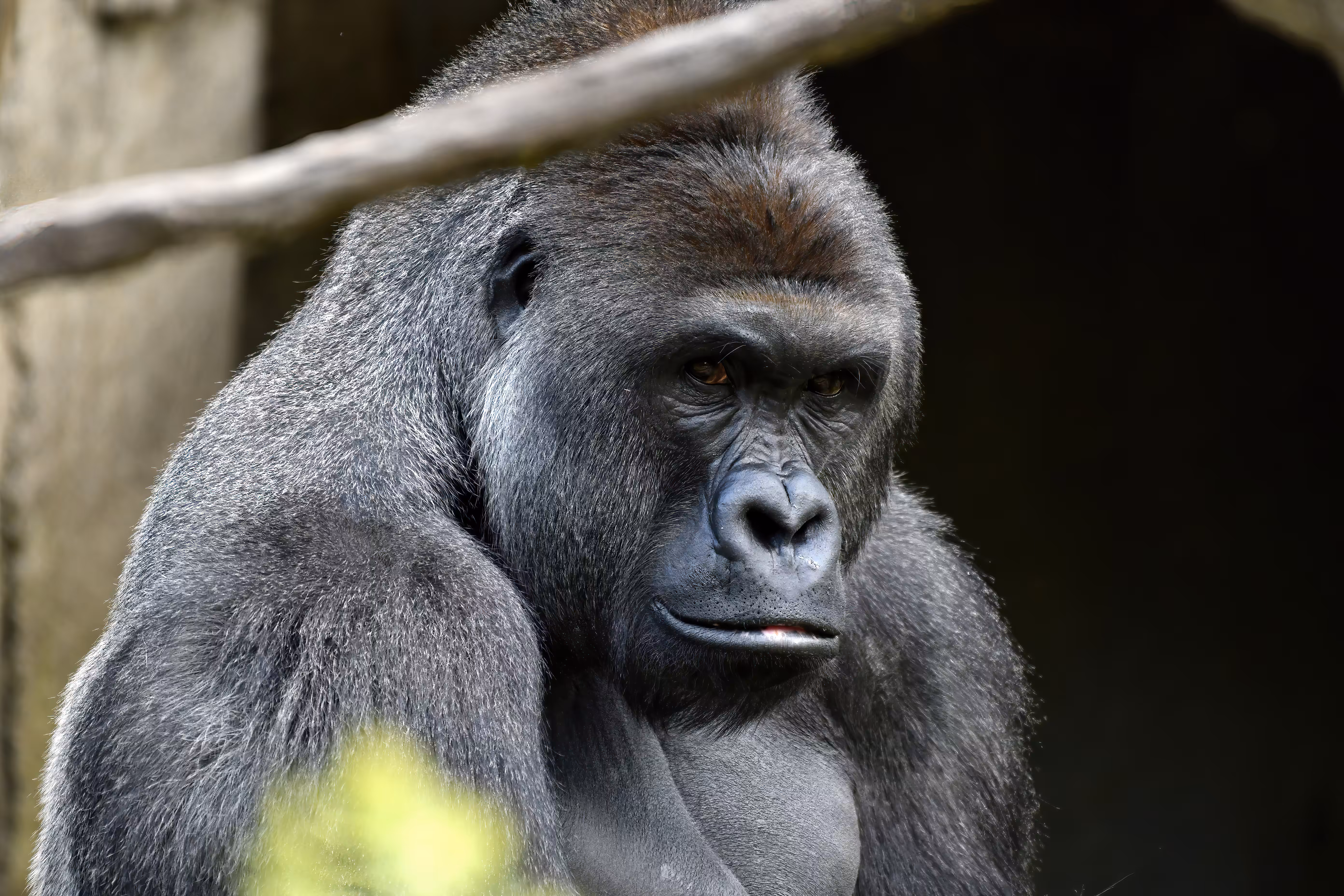 LEGENDS: HARAMBE: LEGENDS #555