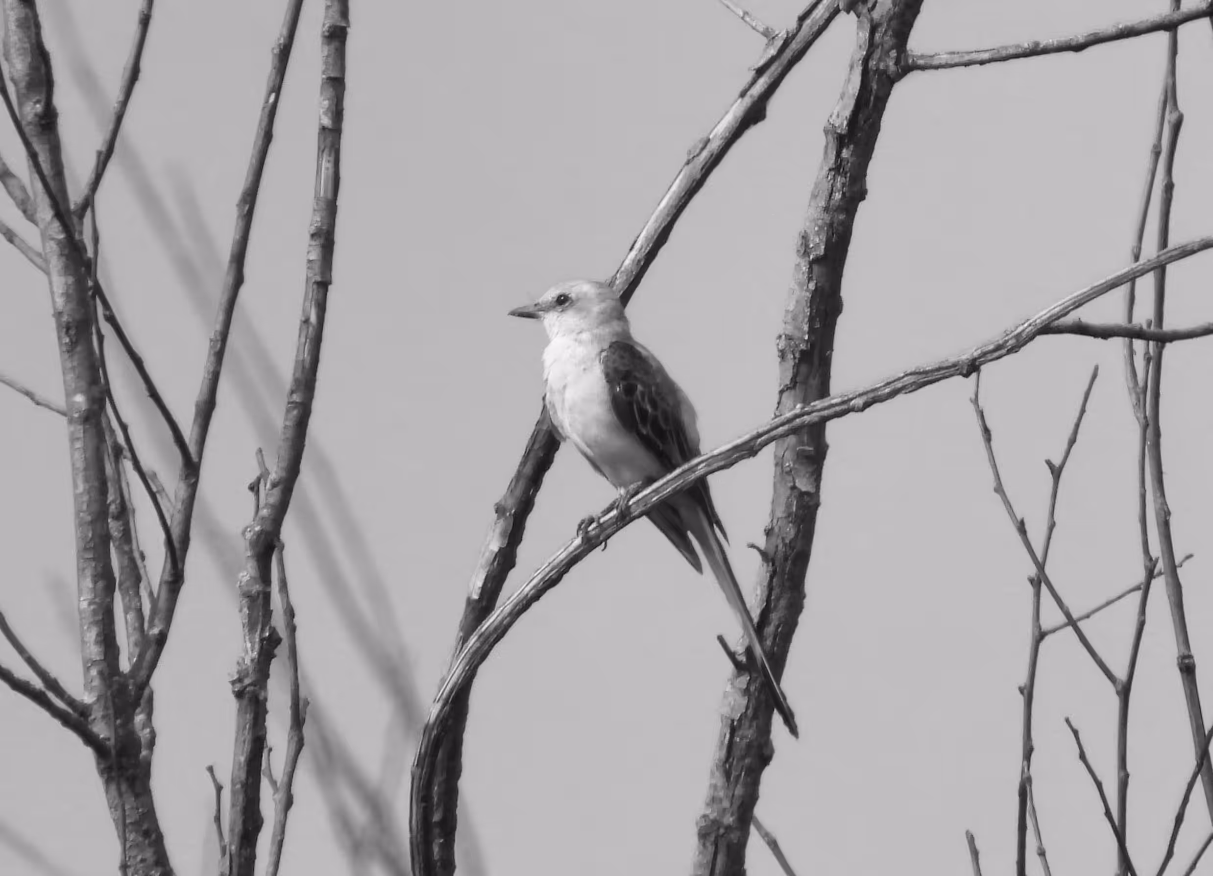 HICtober #12 - Scissor-tailed Flycatcher