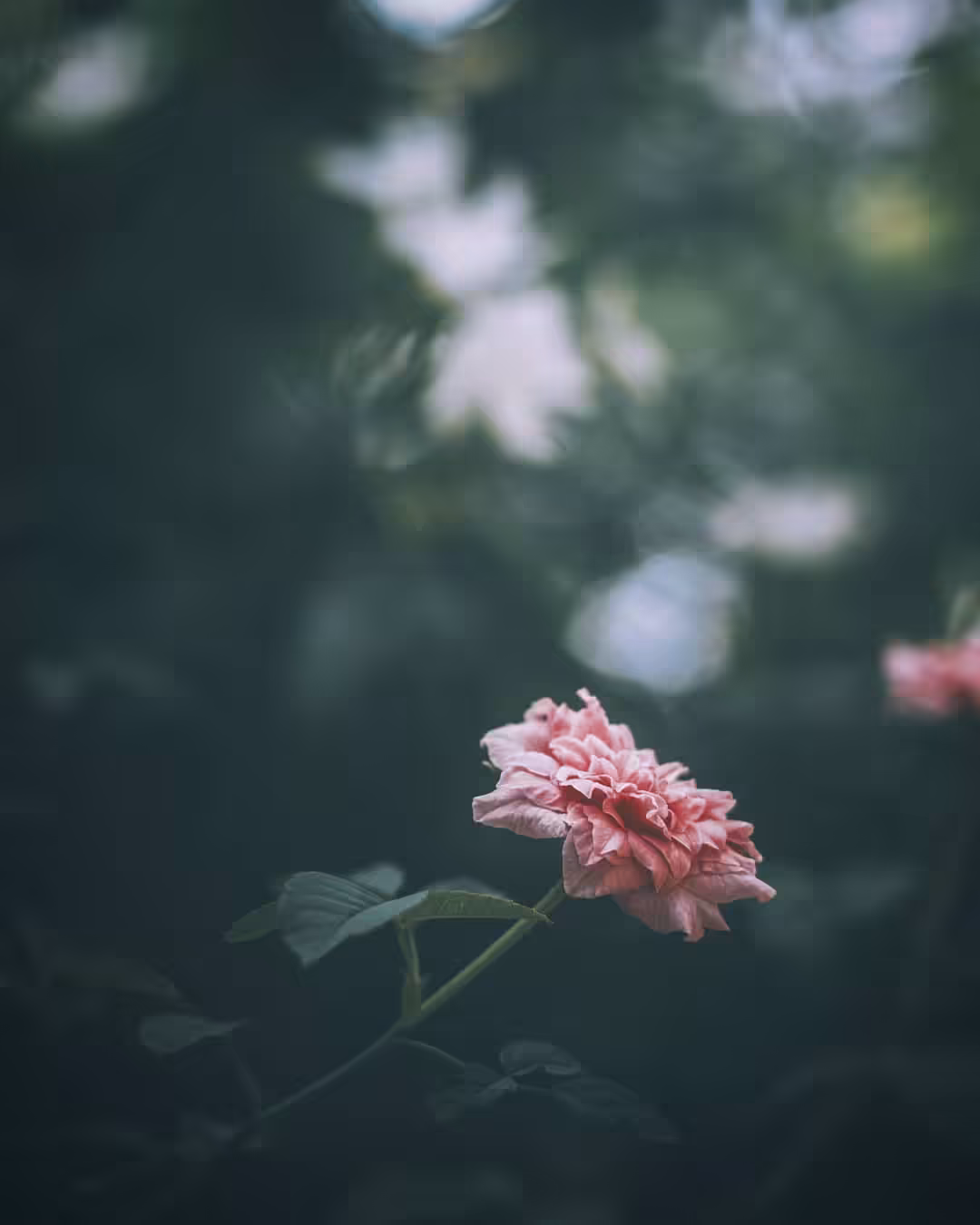 bloom #07