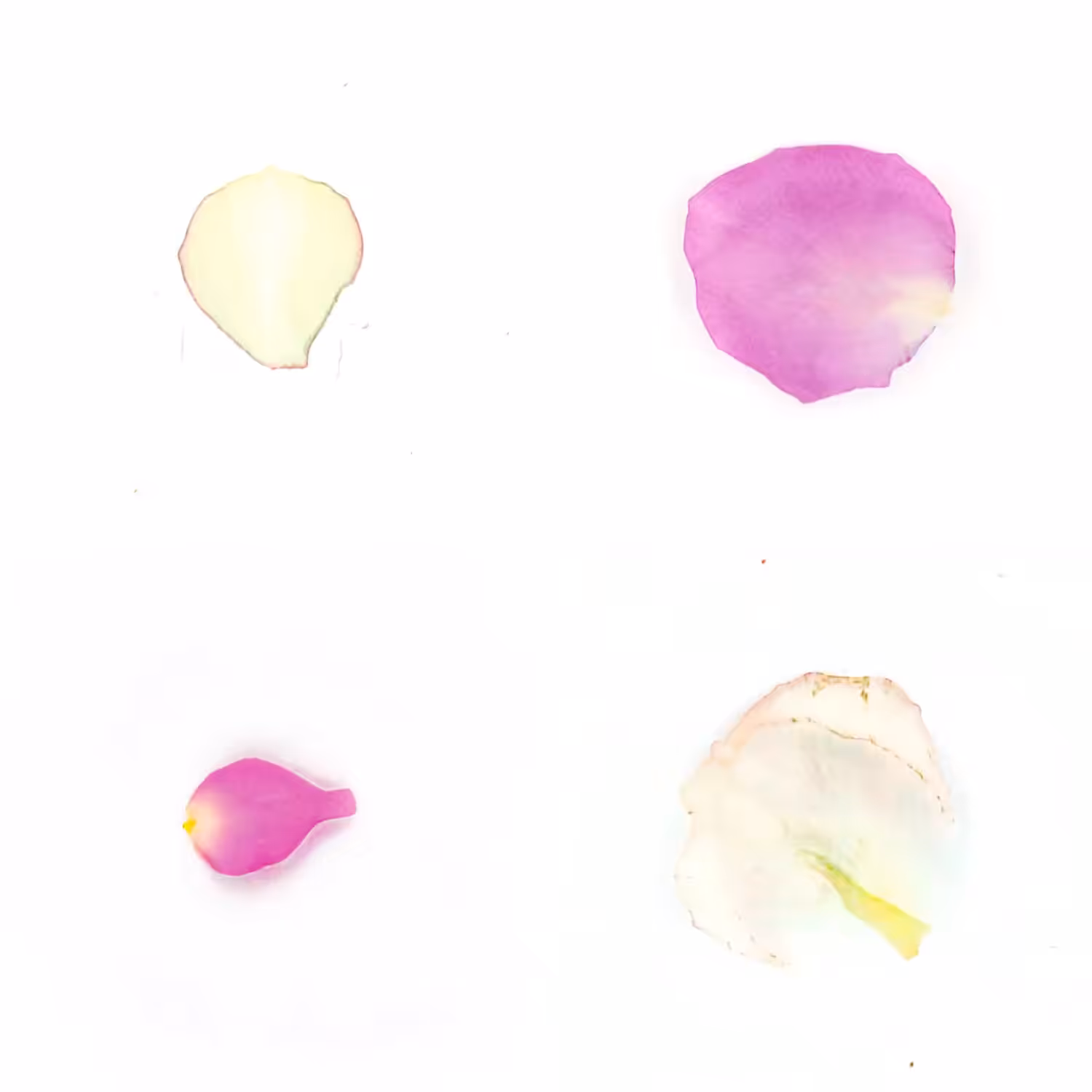 Infinite Petals 2x2#3206