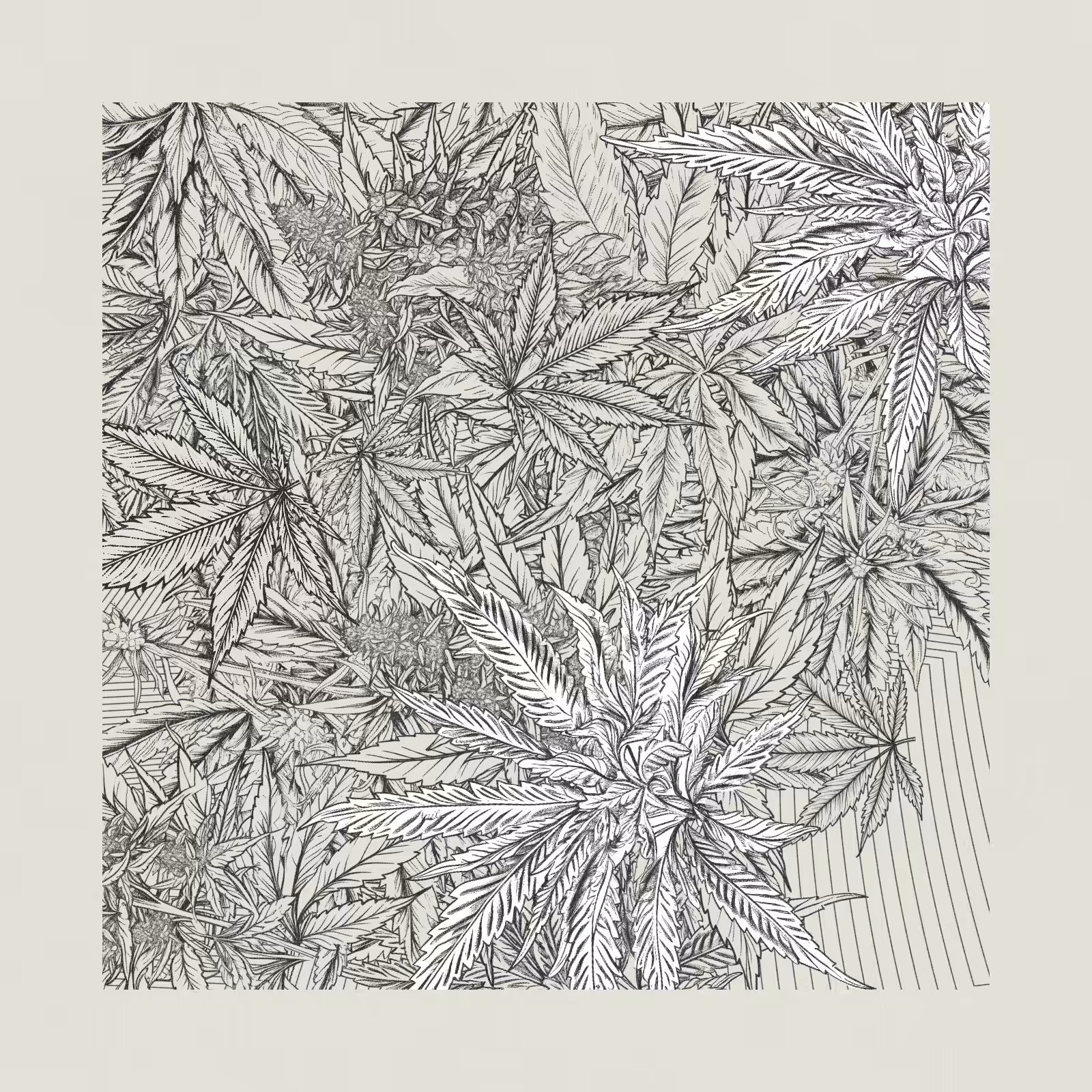 zancannabis #12