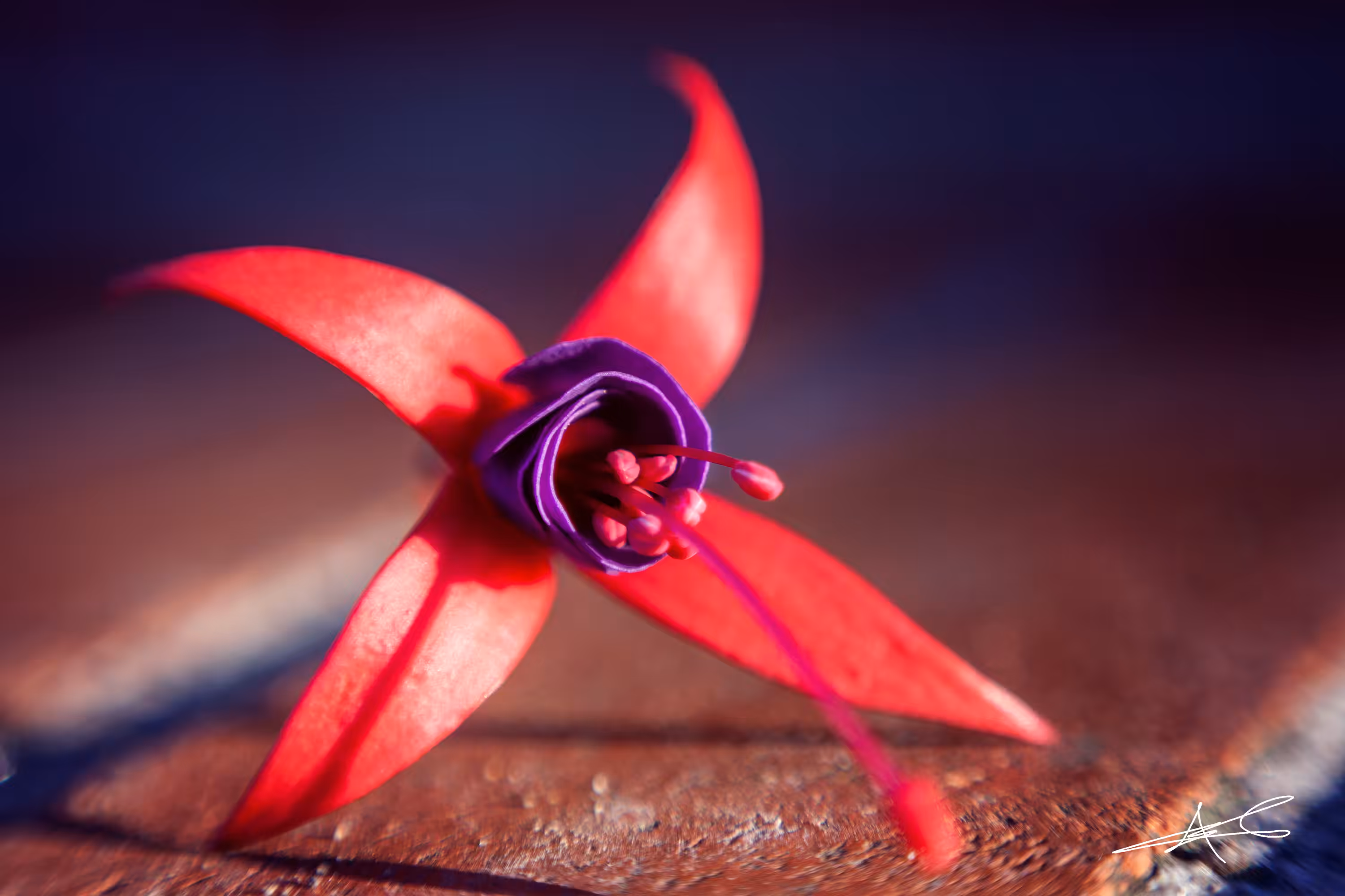 Beauty in Death