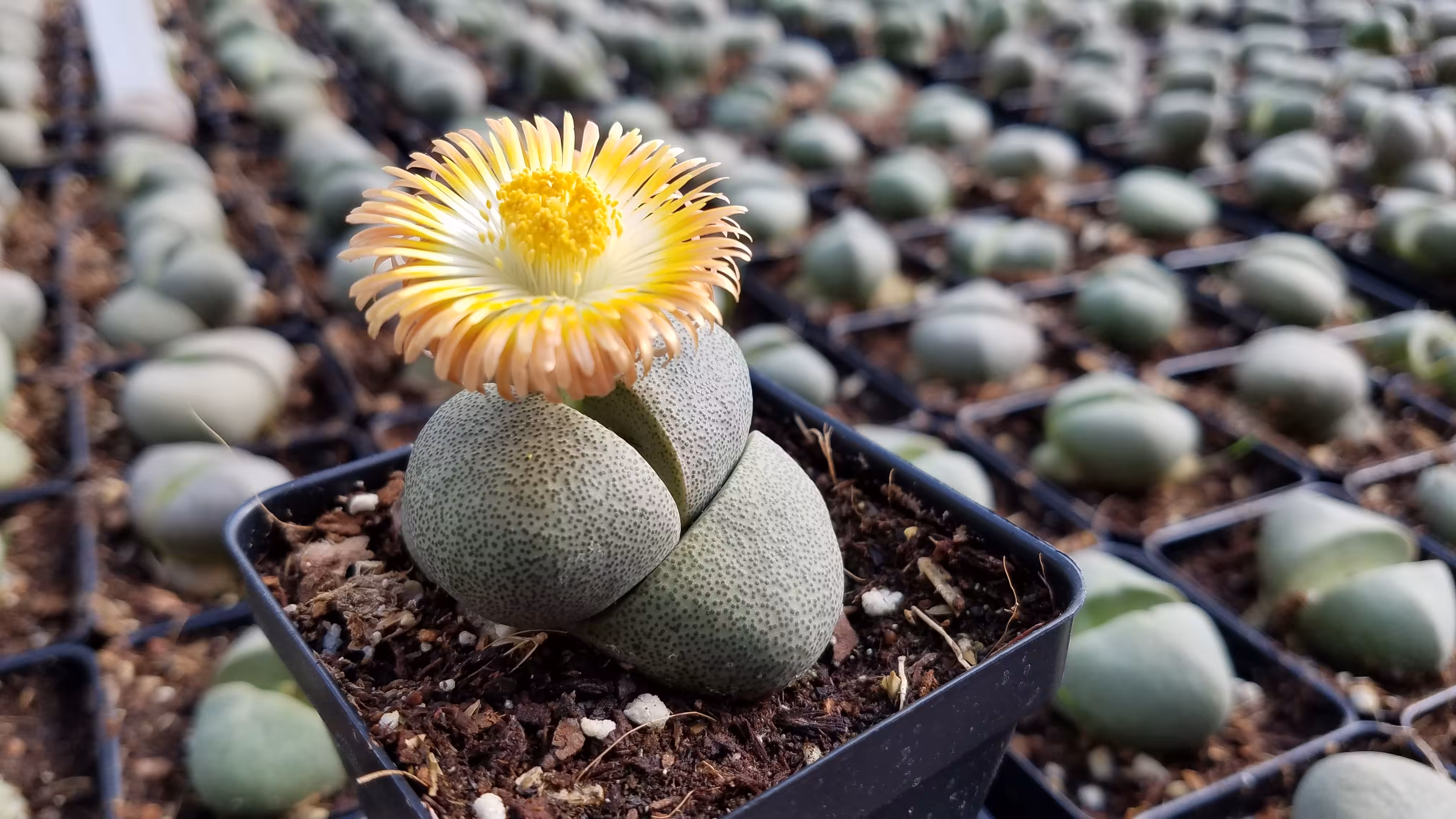 A Living Stone